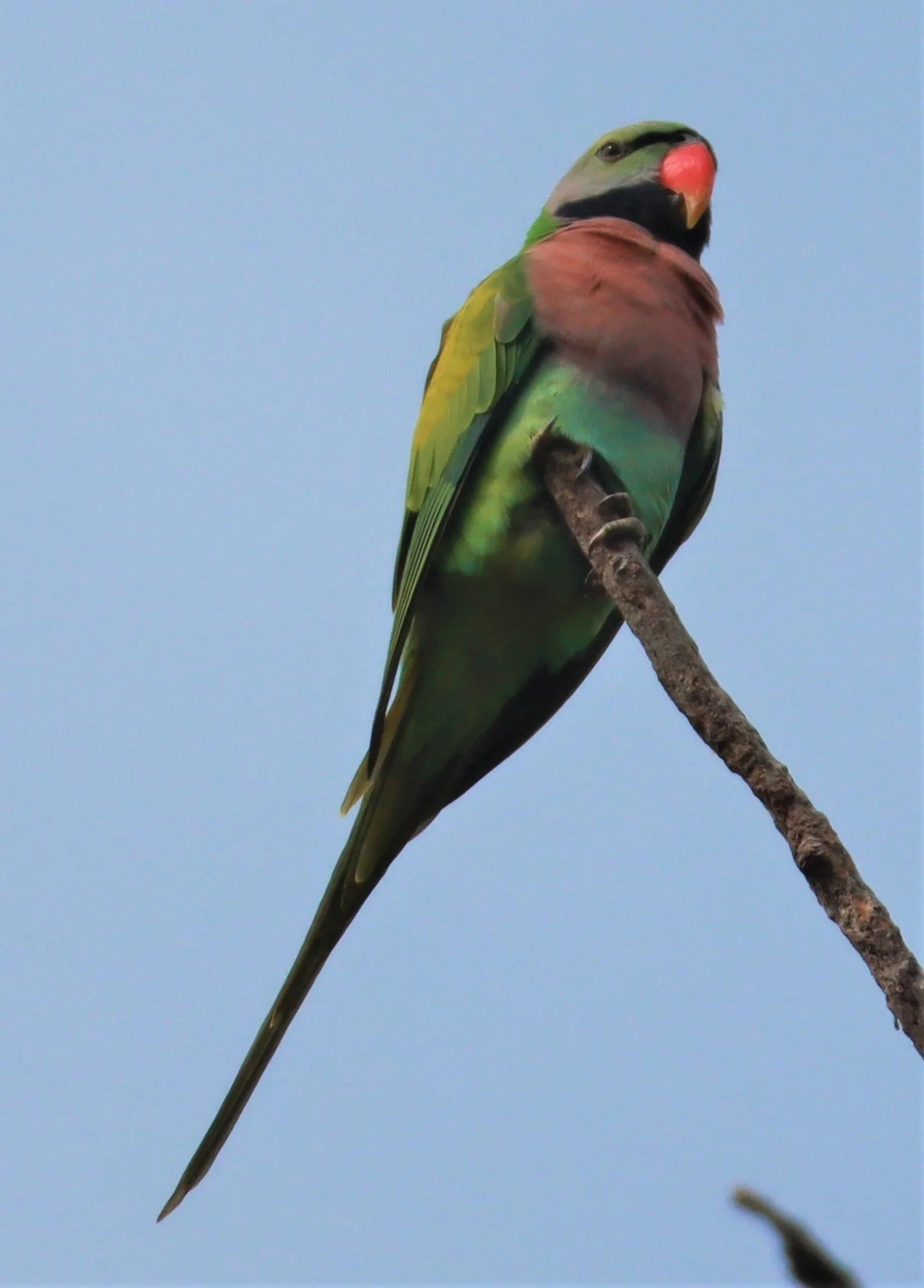 PARAKEET - RED-BREASTED PARAKEET - Psittacula alexandri - WAT SUAN YAI NONTHABURI (69).jpg
