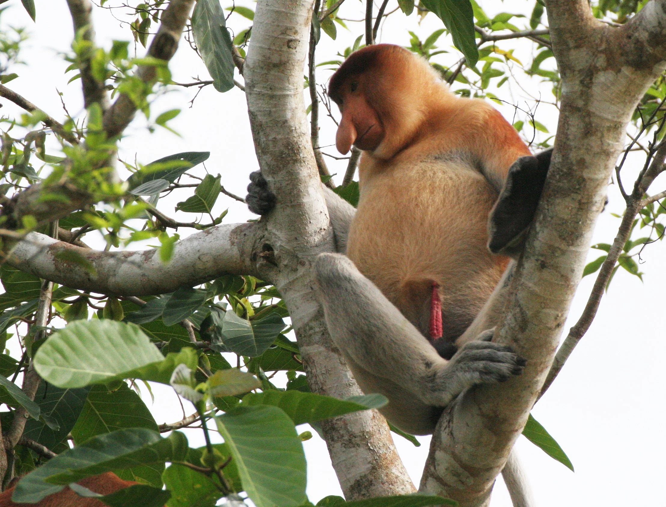 CERCOPITHECIDAE - Nasalis larvatus - PROBOSCIS MONKEY - KINABATANGAN RIVER BORNEO  (25).JPG