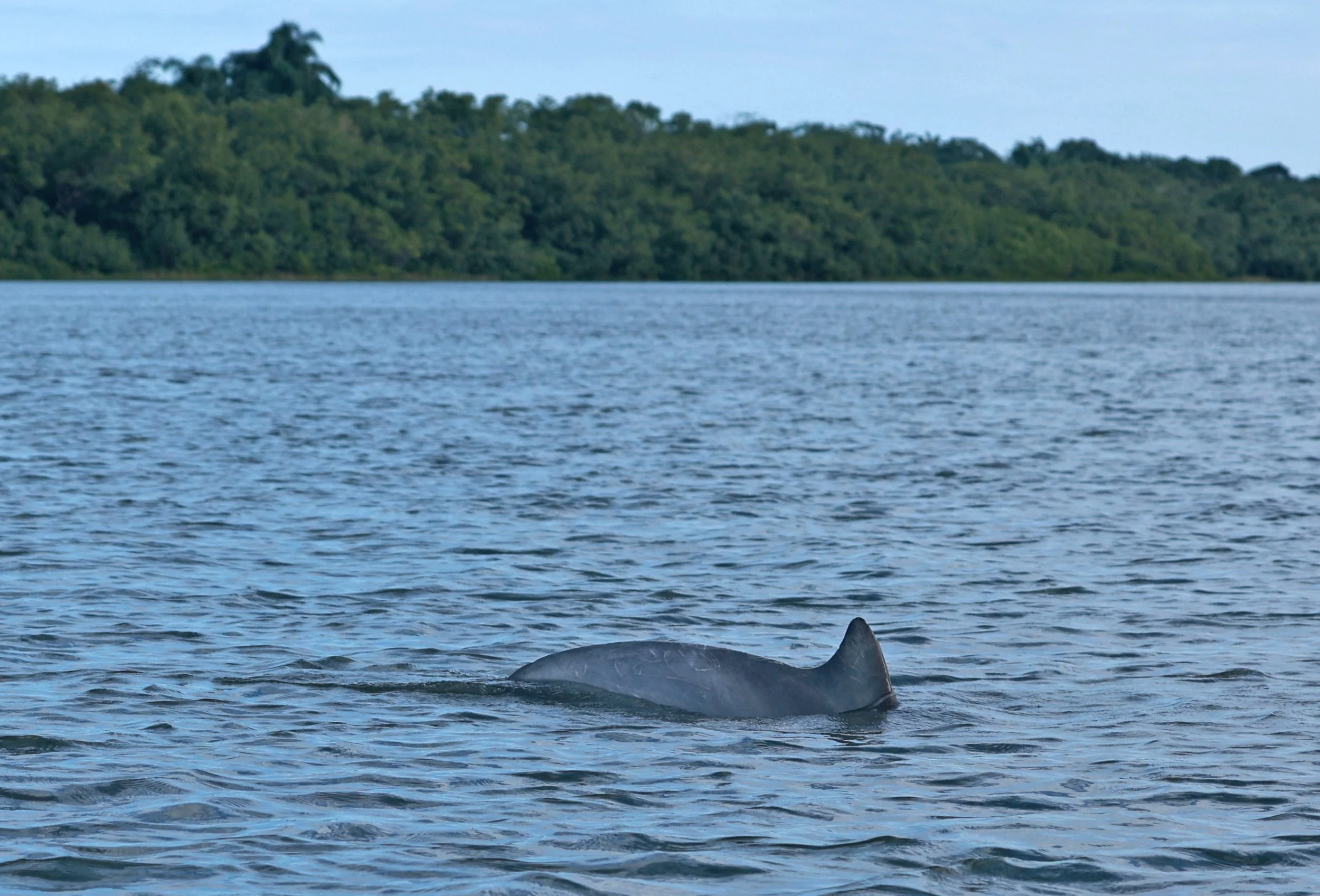 Guiana Dolphin (Sotalia guianensis) Superagüi National Park, Brazil (34).jpg