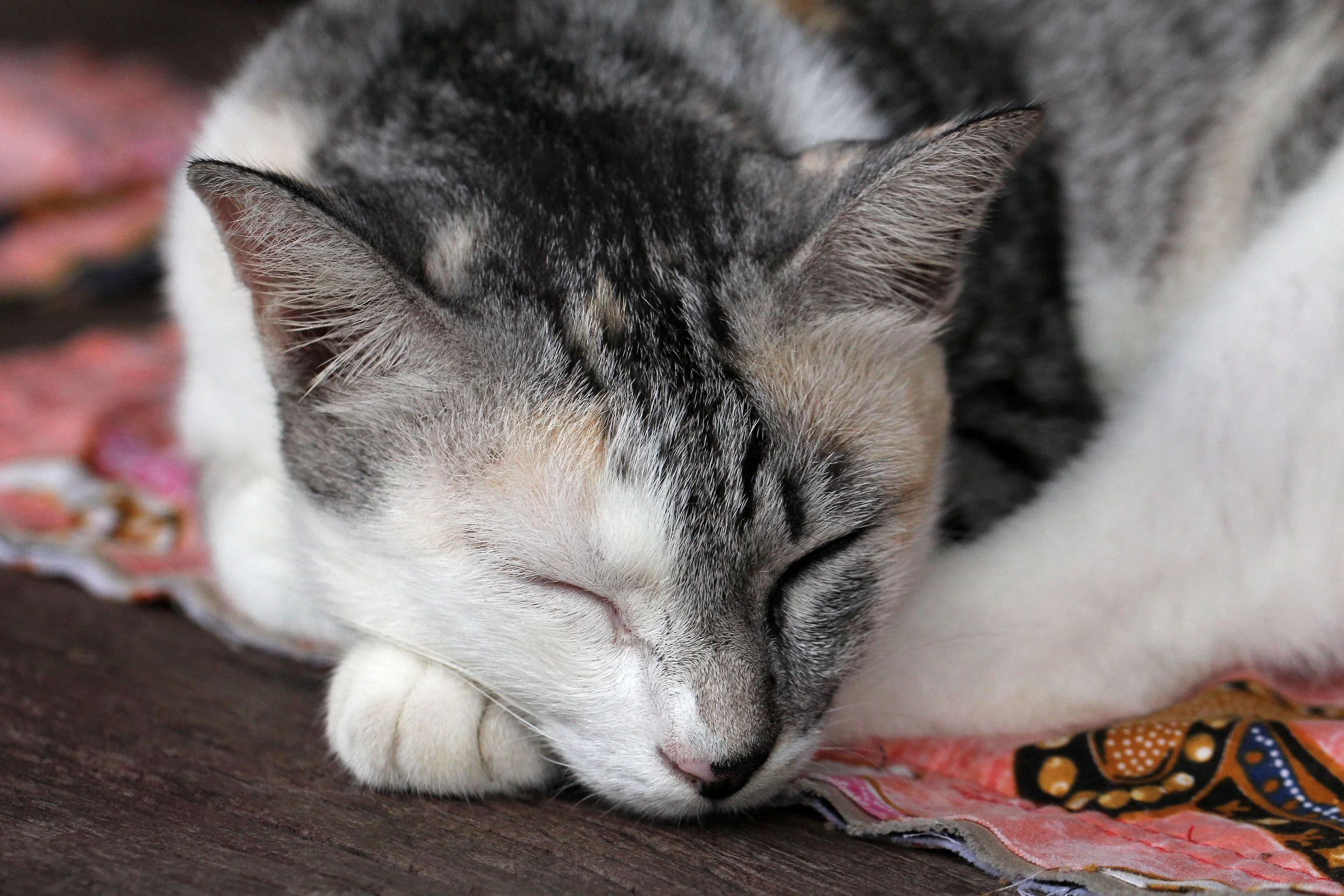 2015 Koh Lanta October Break Trip  (205).JPG