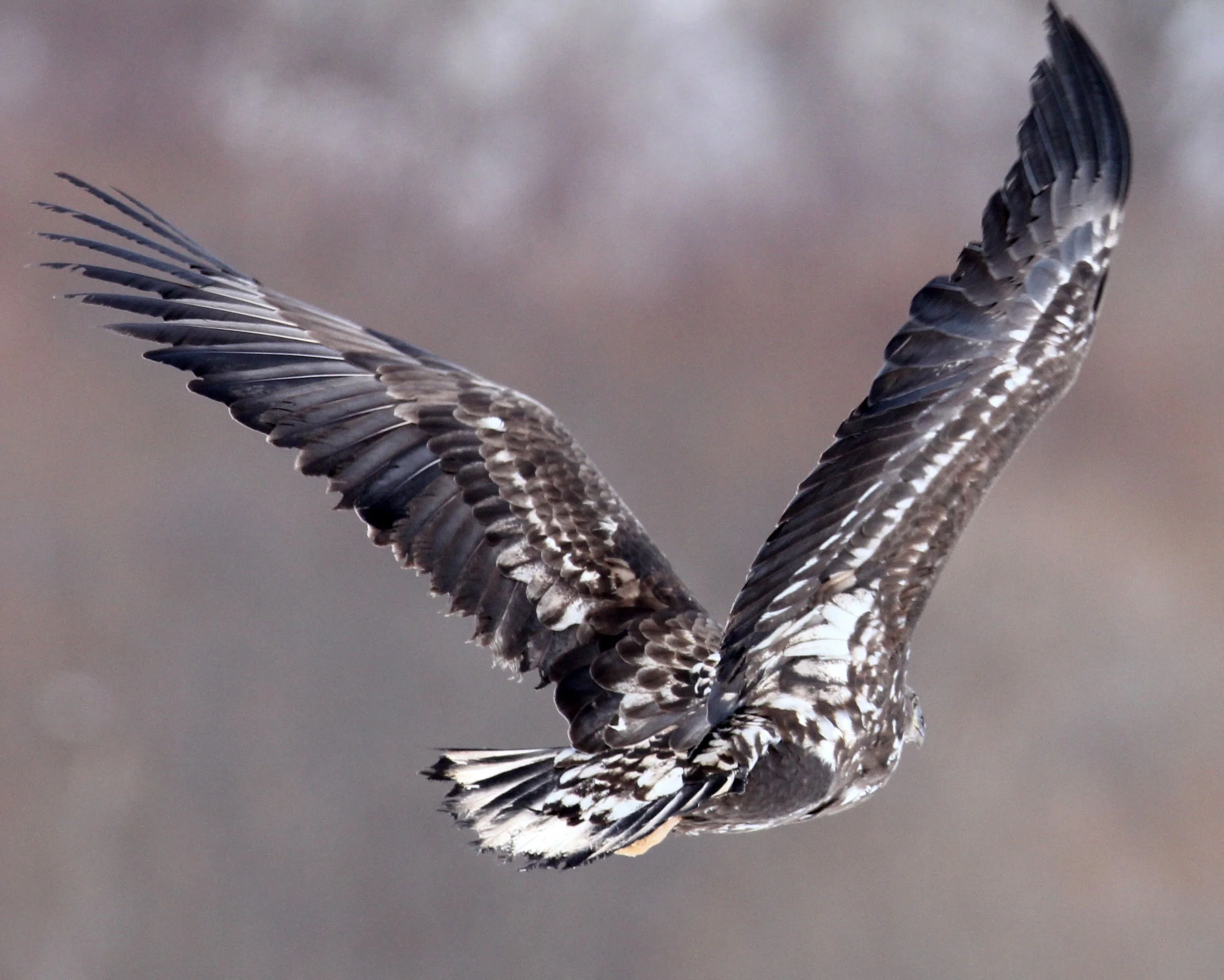 Haliaeetus albicilla - WHITE-TAILED EAGLE - AKAN INTERNATIONAL CRANE CENTER - HOKKAIDO JAPAN (66).JPG