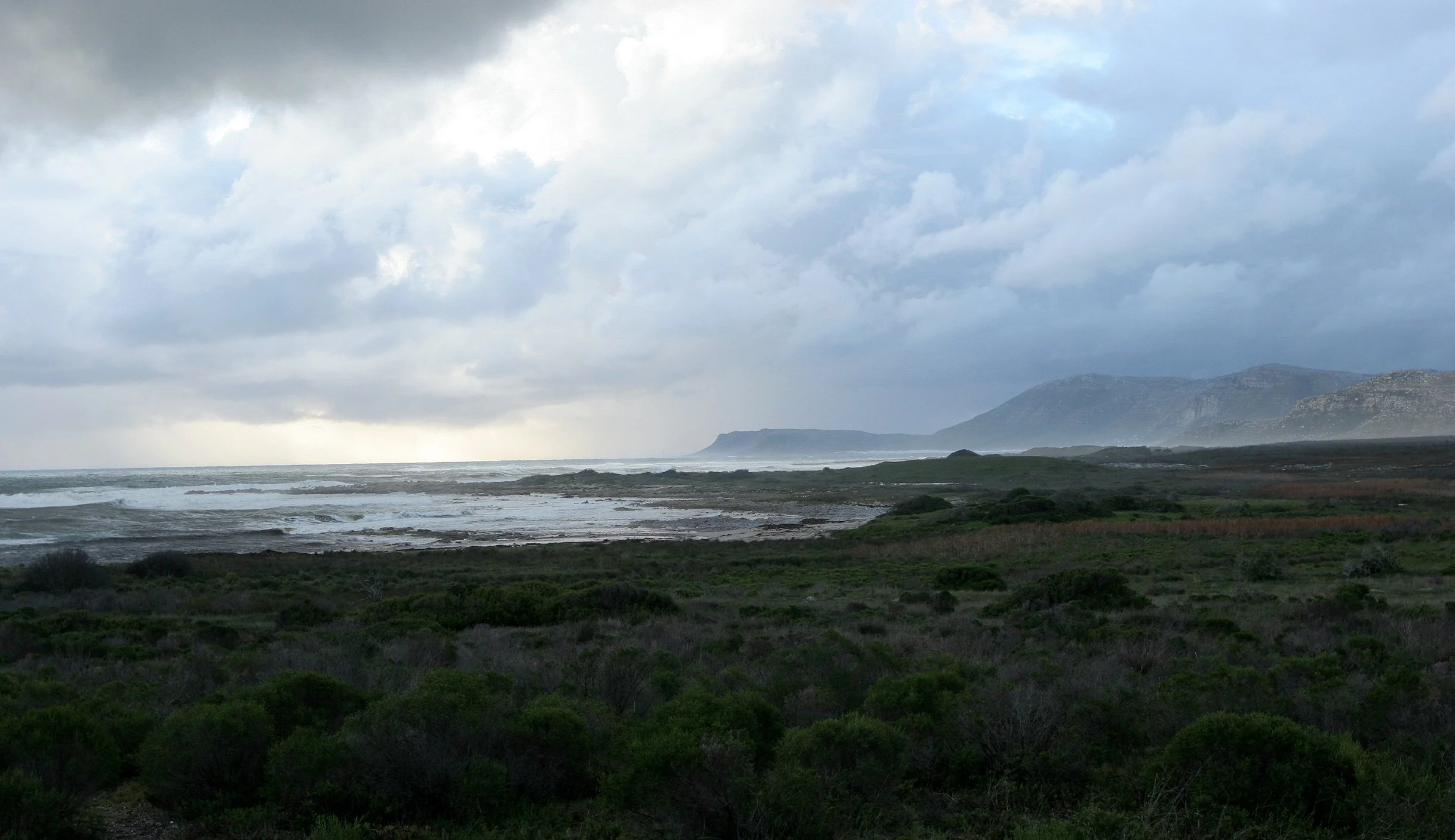 TABLE MOUNTAIN NATIONAL PARK - COASTAL FYNBO PLANT COMMUNITY (21).JPG