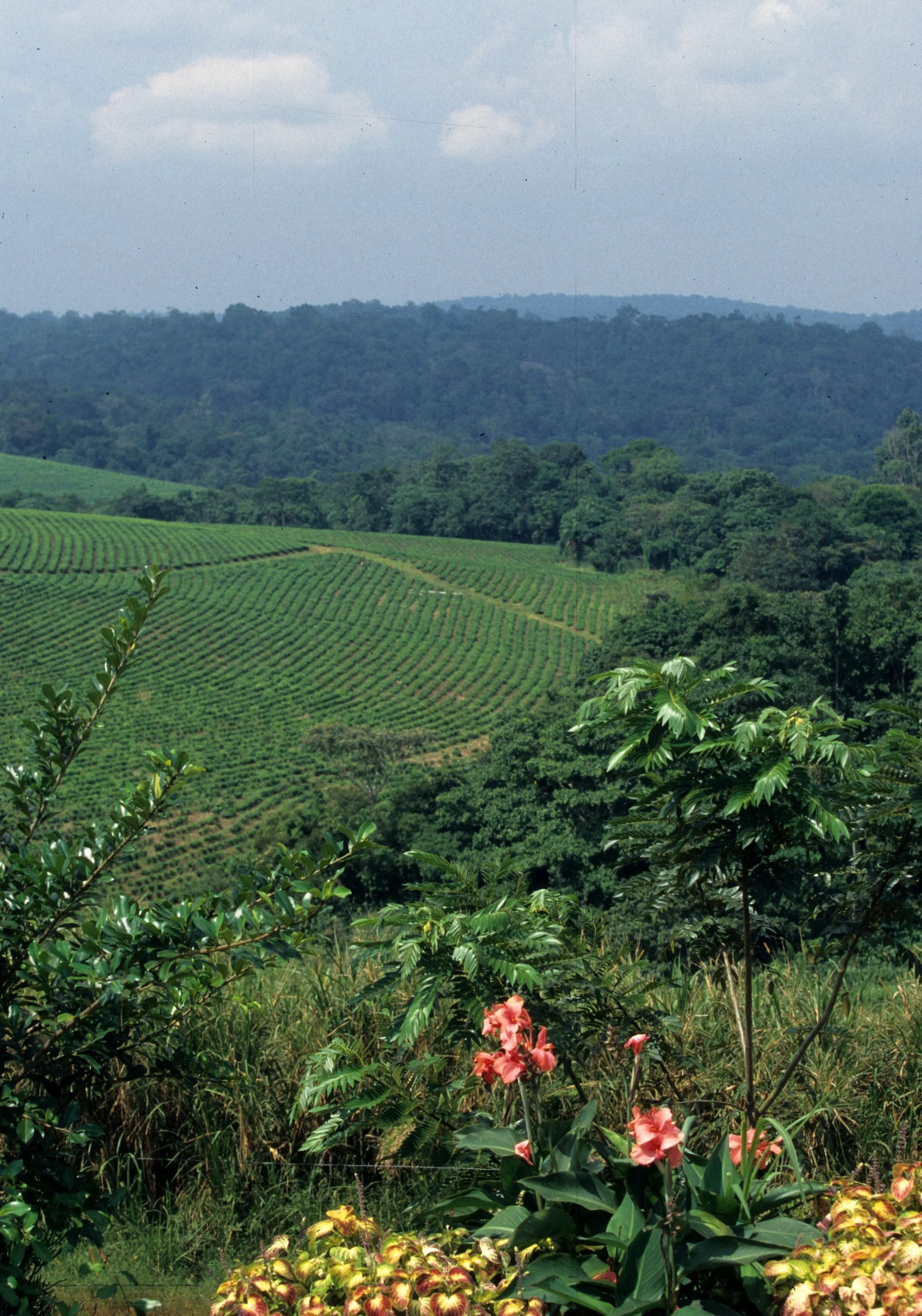 RWANDA COUNTRYSIDE 9.jpg