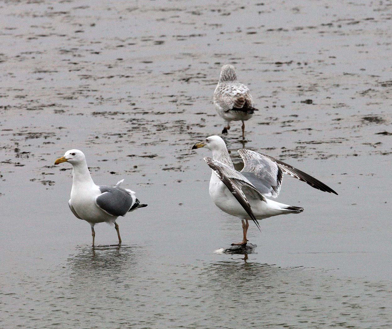 BIRD - GULL - MONGOLIAN GULL - YANCHENG CHINA (2).JPG