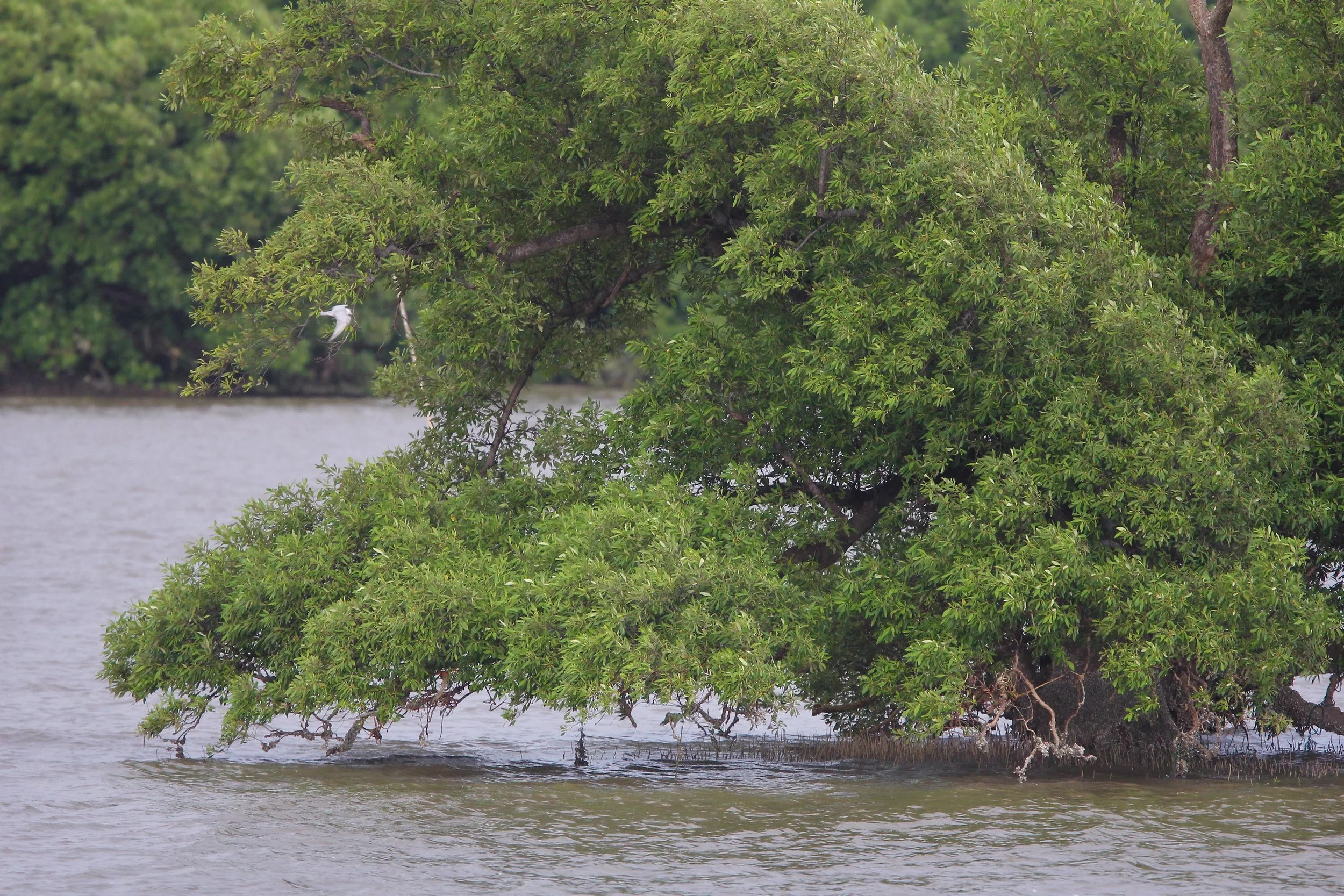 2019 Ban Pak Khlong Pramong in Chachoengsao Whale Trip (8).JPG