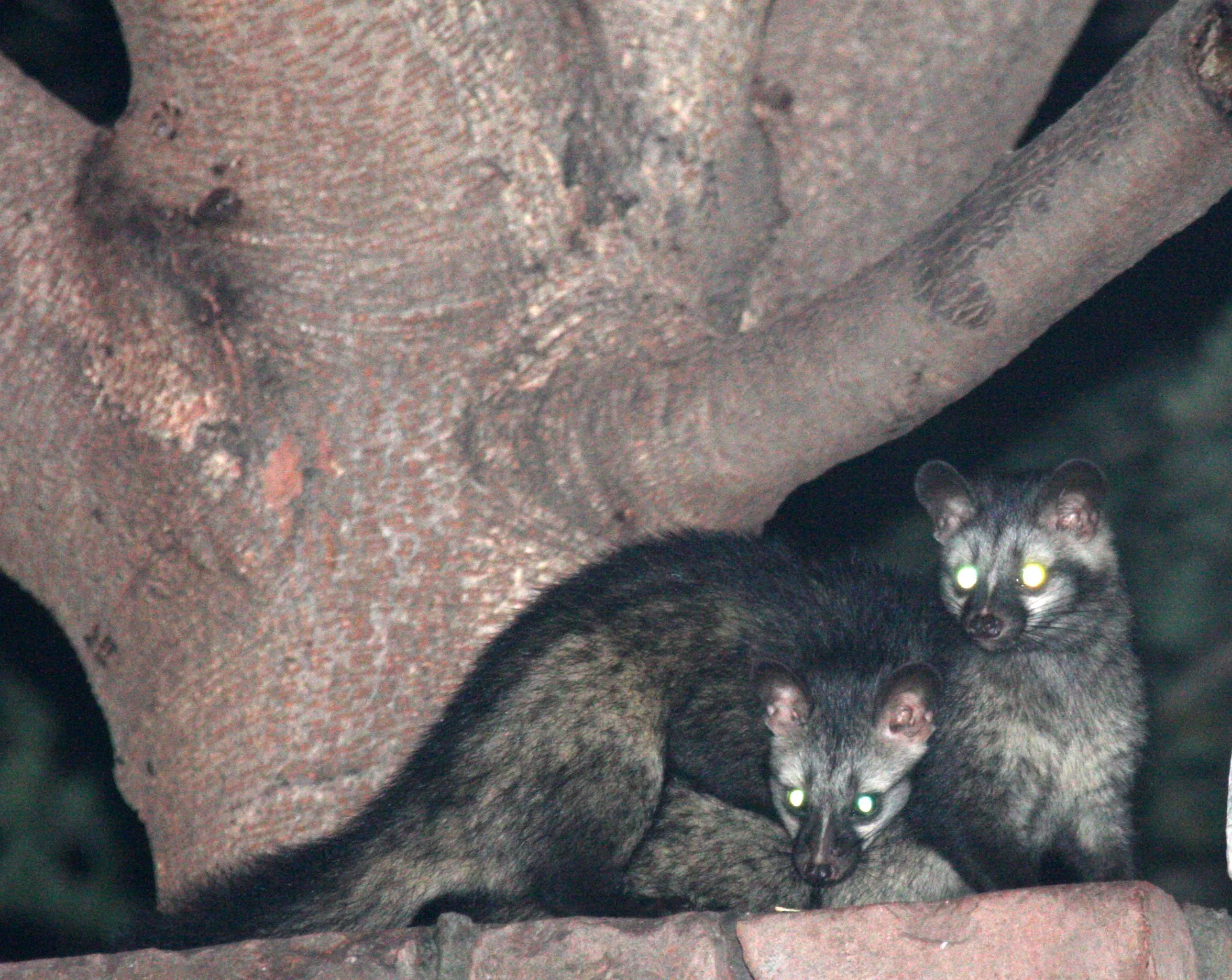 Paradoxus hermaphroditus scindiae - CENTRAL INDIAN (COMMON) PALM CIVET - CHAMBAL RIVER SANCTUARY INDIA (7).JPG