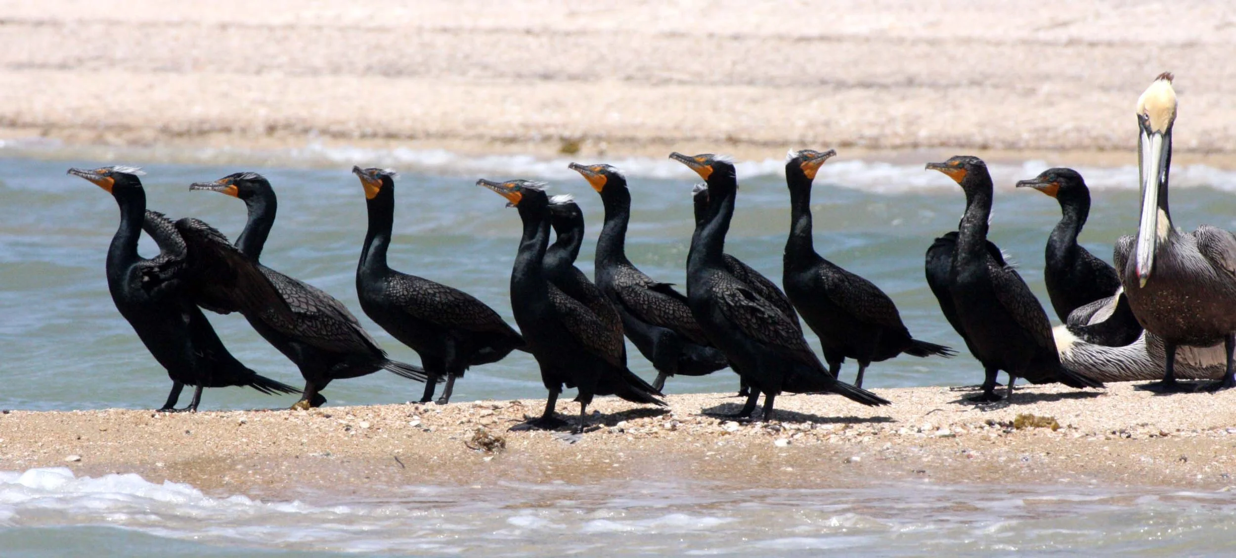 Nannopterum auritum - Double-crested Cormorant - San Ignacio Lagoon, Baja Mexico (15).JPG