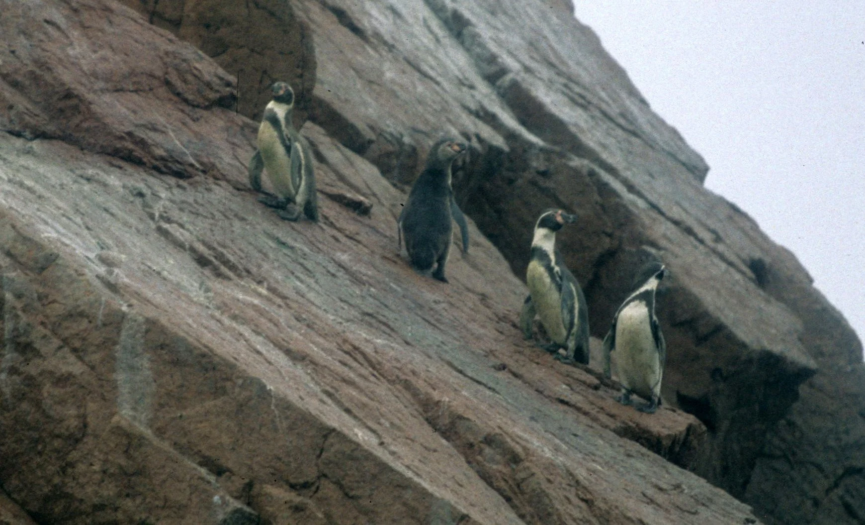 Humboldt Penguin (Spheniscus humboldti) Paracas Peru (5).jpg
