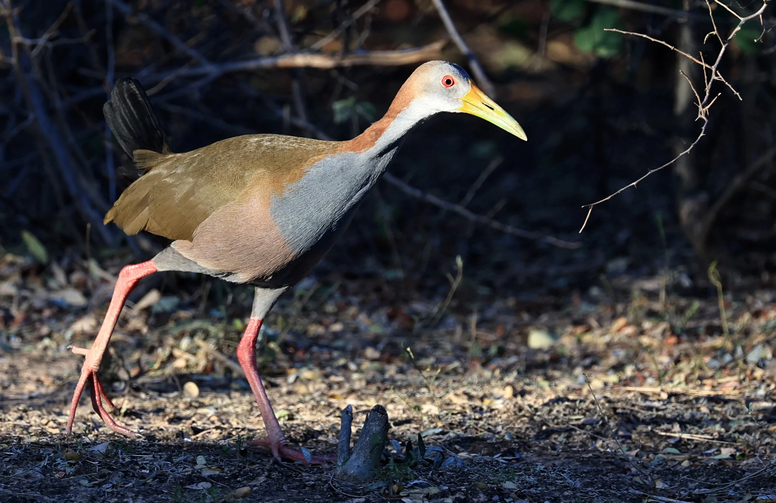 Gray-cowled Wood-Rail (Aramides cajaneus) Reserva Natural Canada el Carmen, Paraguay  (11).jpg