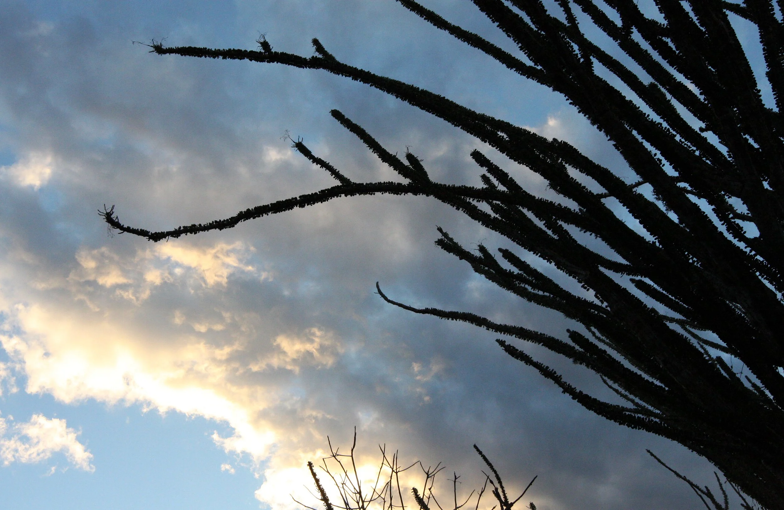 BERENTY RESERVE MADAGASCAR - SUNSET OVER THE SPINY FOREST (11).JPG