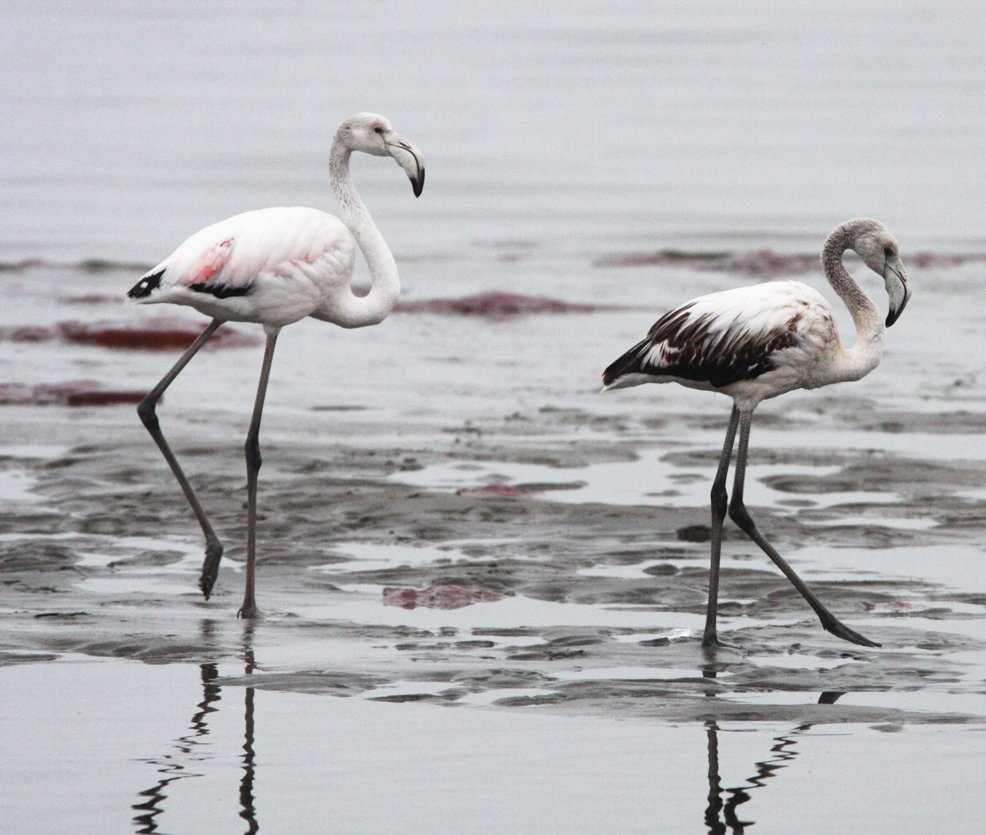 Phoenicopterus roseus - Greater Flamingo - Walvis Bay Namibia (10).JPG