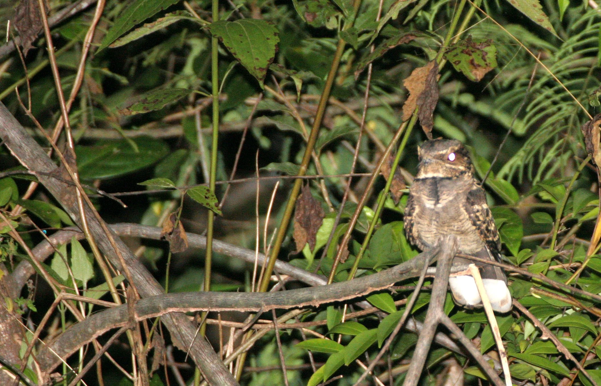 NIGHTJAR - LARGE-TAILED NIGHTJAR - Caprimulgus macrurus - PANG SIDA NATIONAL PARK THAILAND (29).JPG