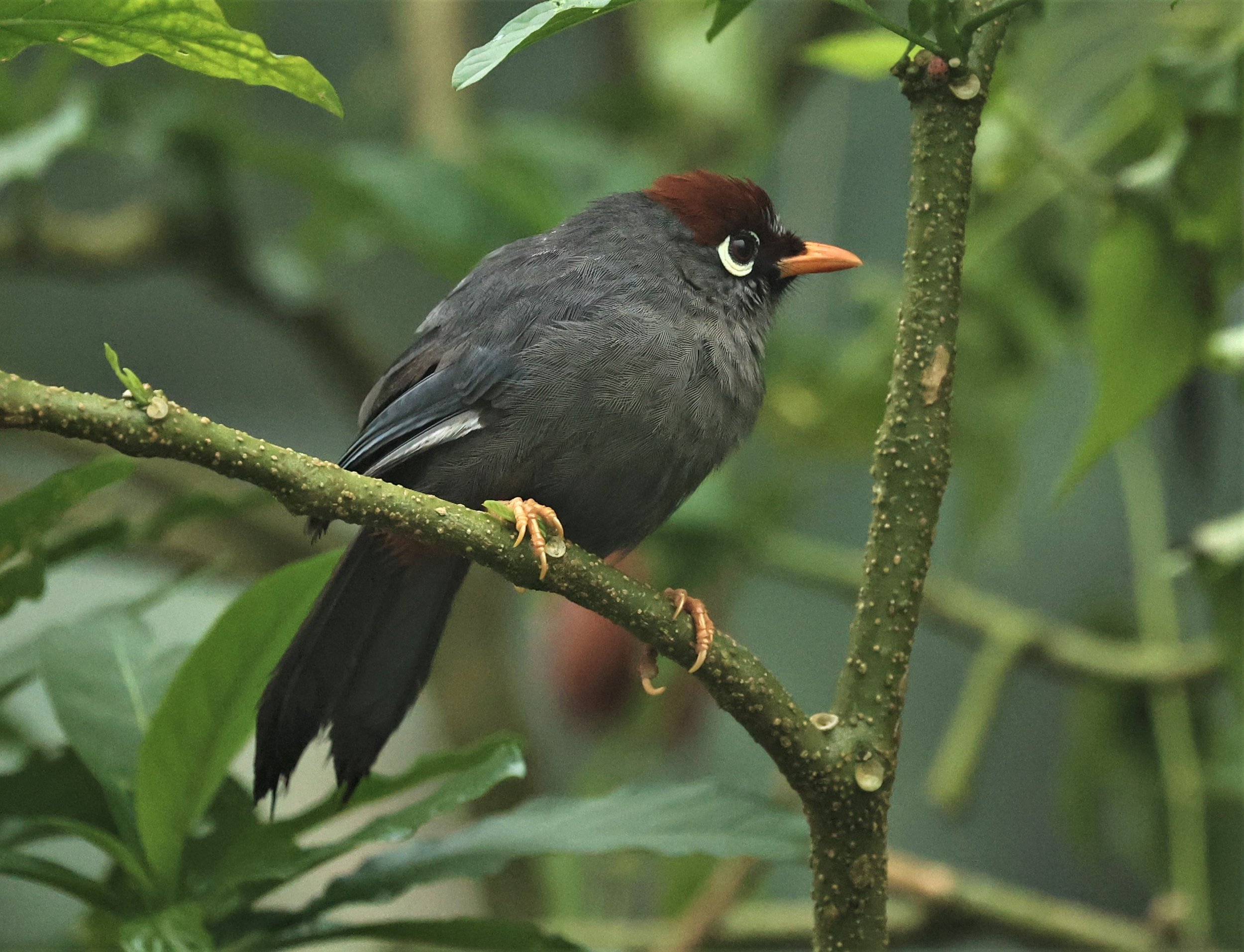 Pterorhinus mitratus - CHESTNUT-CAPPED LAUGHINGTHRUSH - FRASER'S HILL RAUB DISTRICT PAHANG MALAYSIA (41).jpg