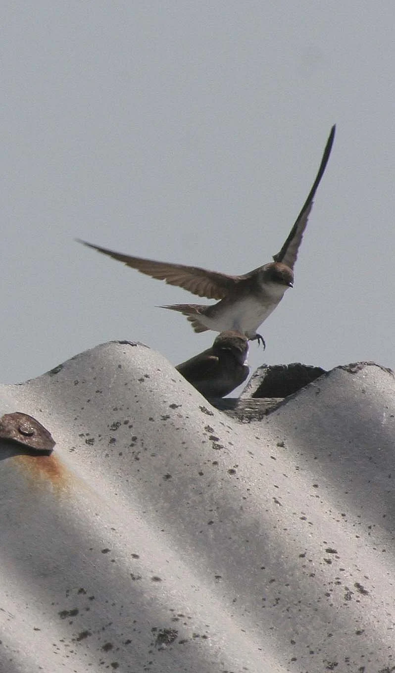 Sand Martin (Riparia riparia) Selenga Delta Near Light House in Lake Baikal (1).jpg