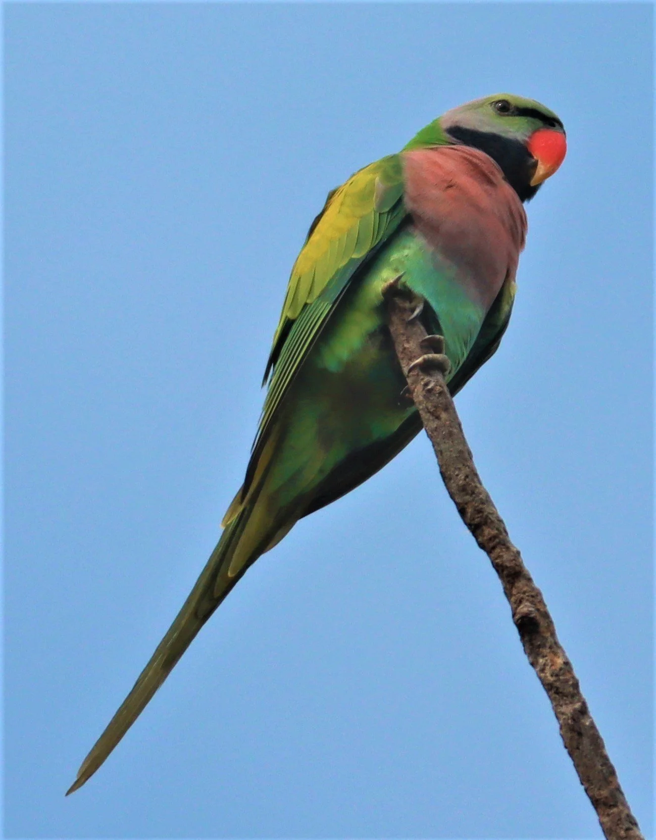 PARAKEET - RED-BREASTED PARAKEET - Psittacula alexandri - WAT SUAN YAI NONTHABURI (67).jpg