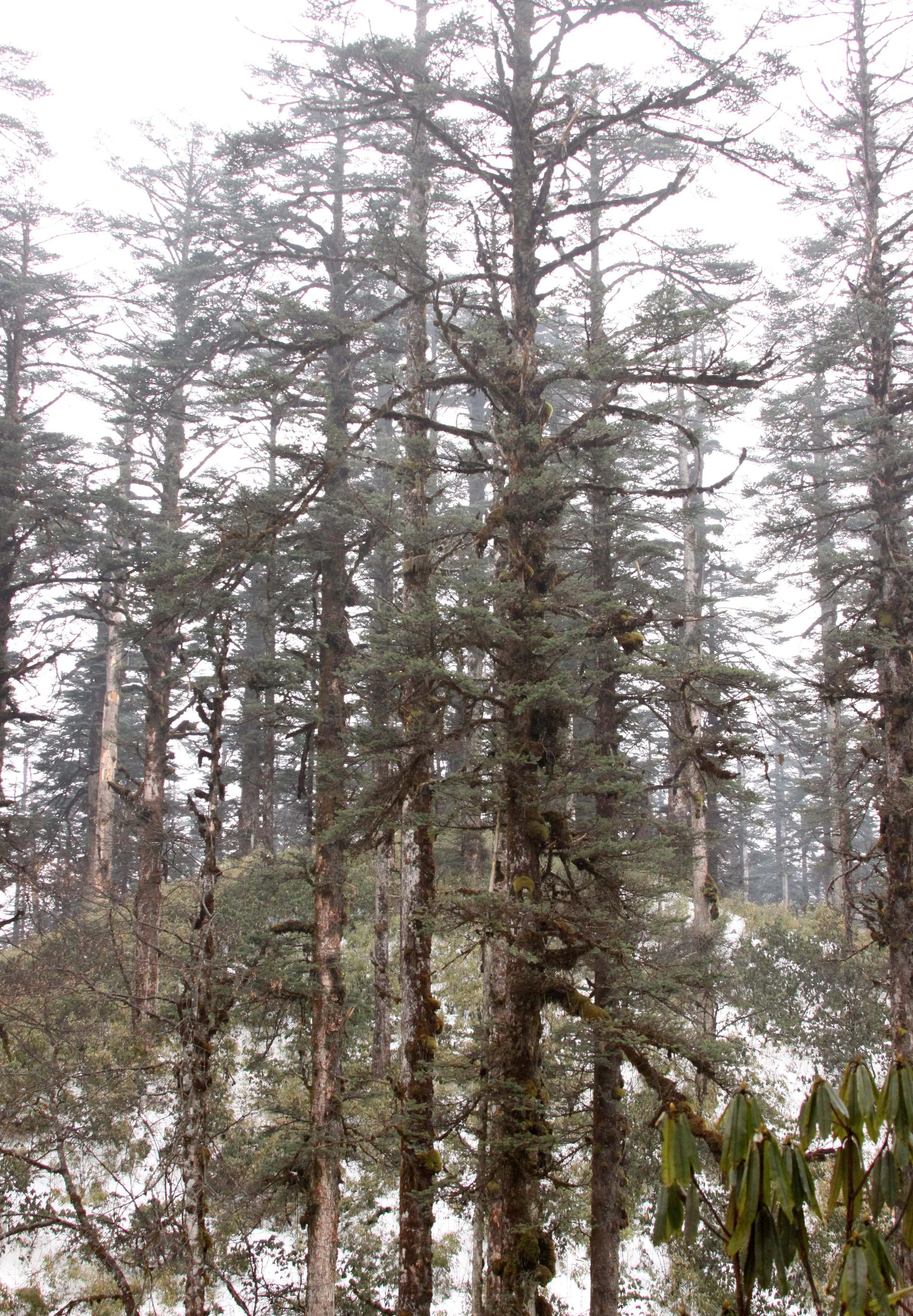 WAWU SHAN GEOPARK - SICHUAN CHINA (22).JPG