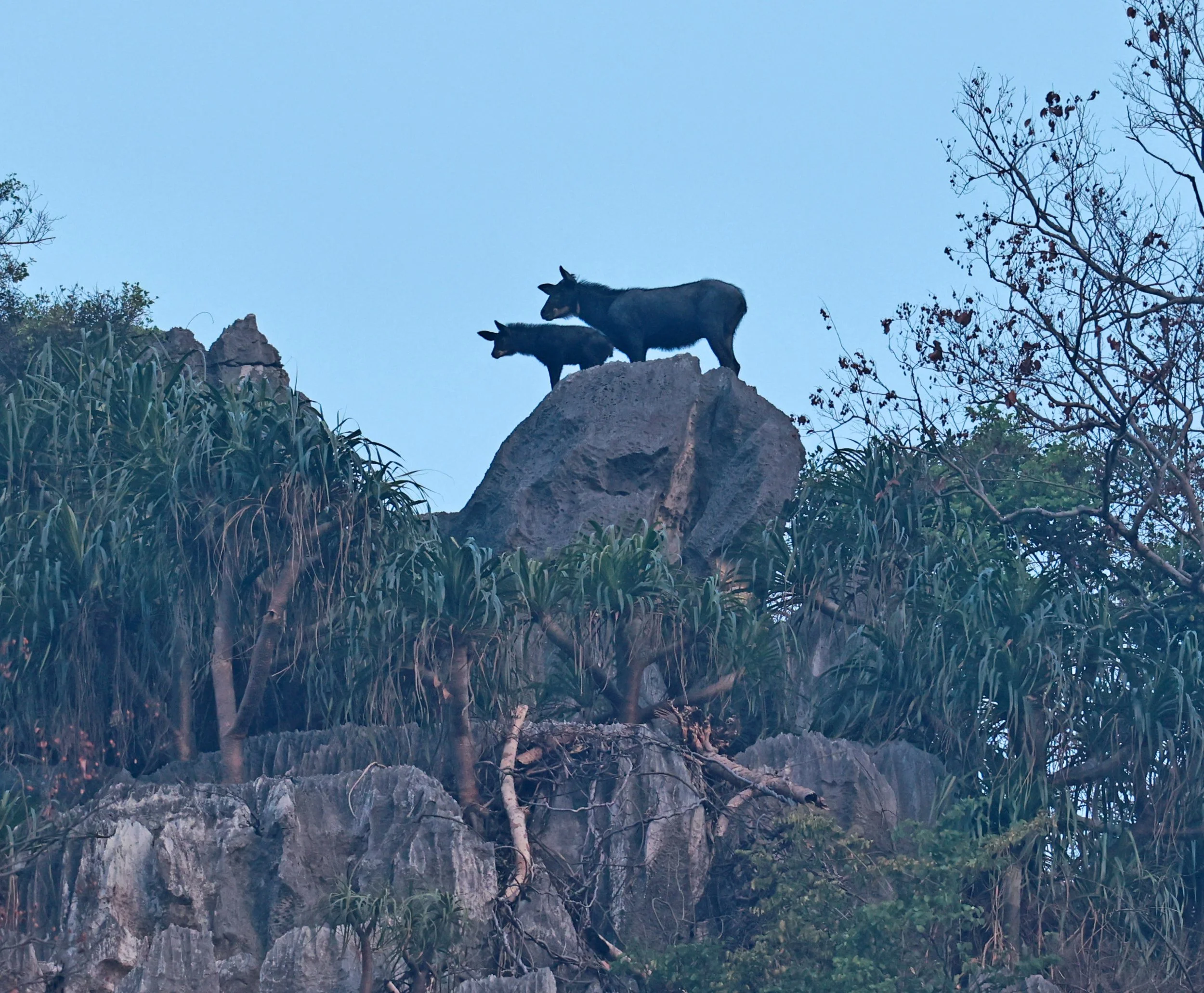 Indochinese Serow (Capricornis milneedwardsi maritimus) Pak Chong, Ban Tha Chang Spring (20).jpg