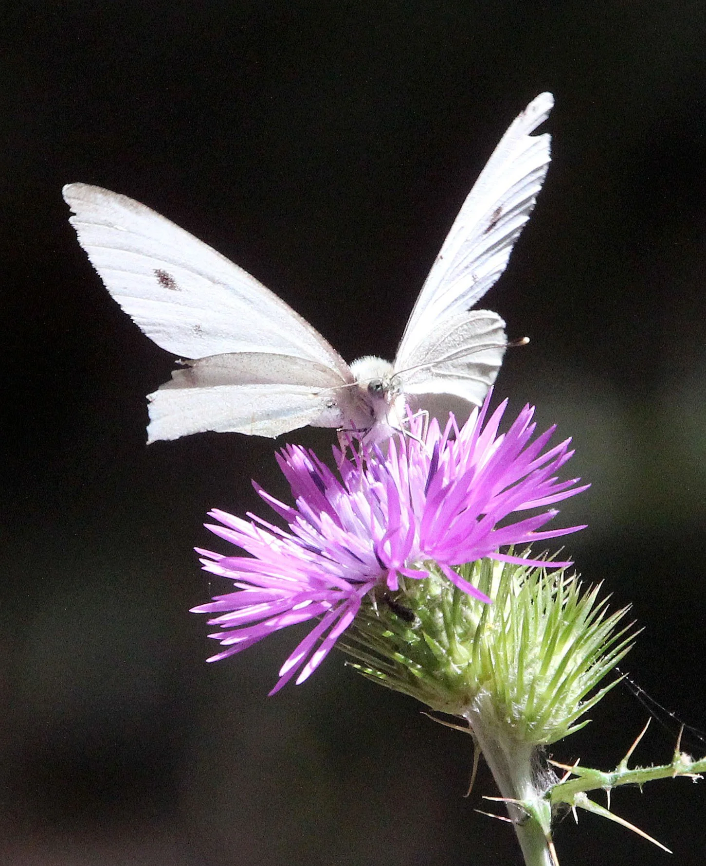Pieridae - species unidentified 8 - Feija NP, Tunisia (2).JPG