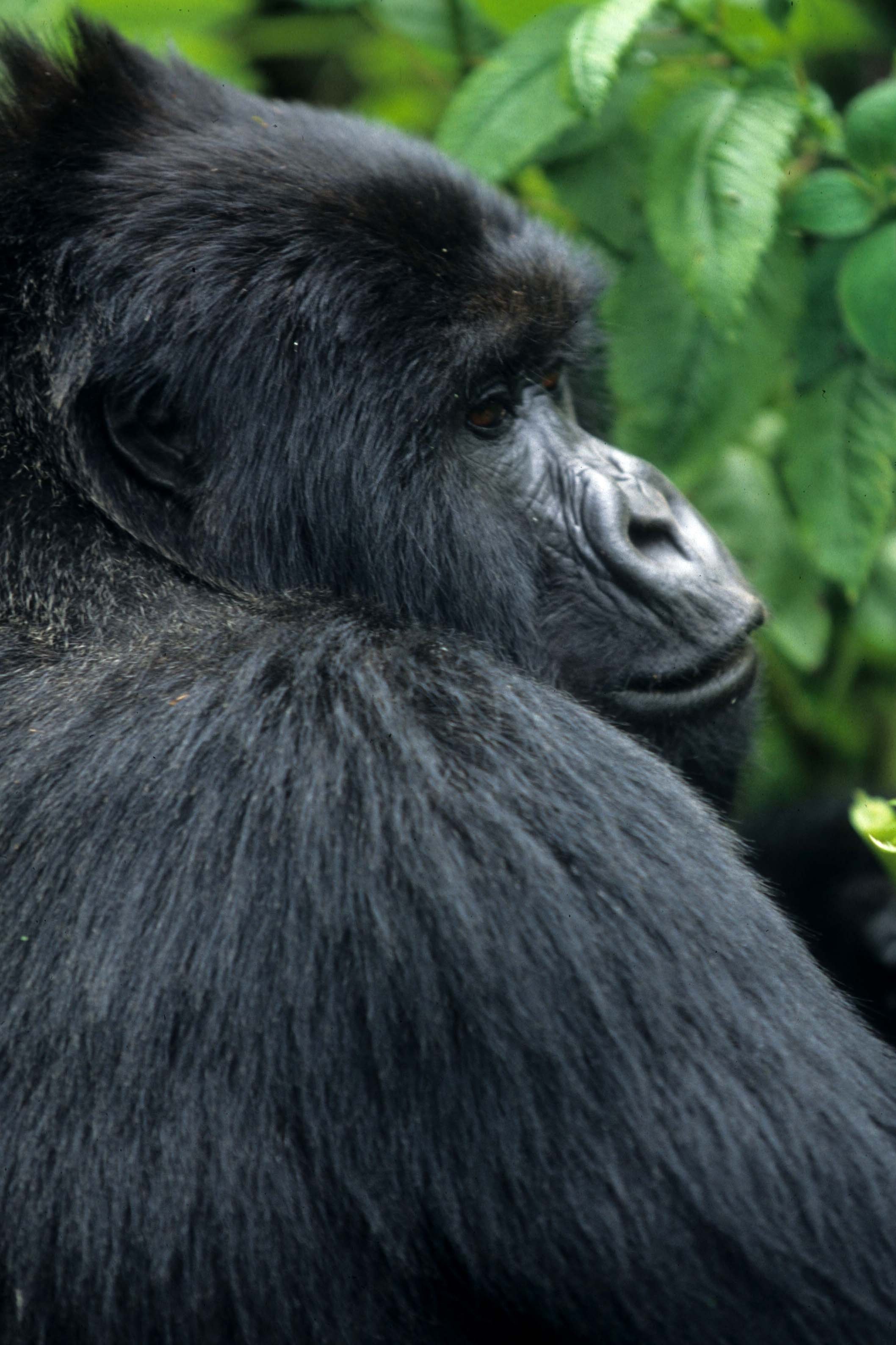 PRIMATE - GORILLA-RWANDA PARC DU VULCANS (103).jpg