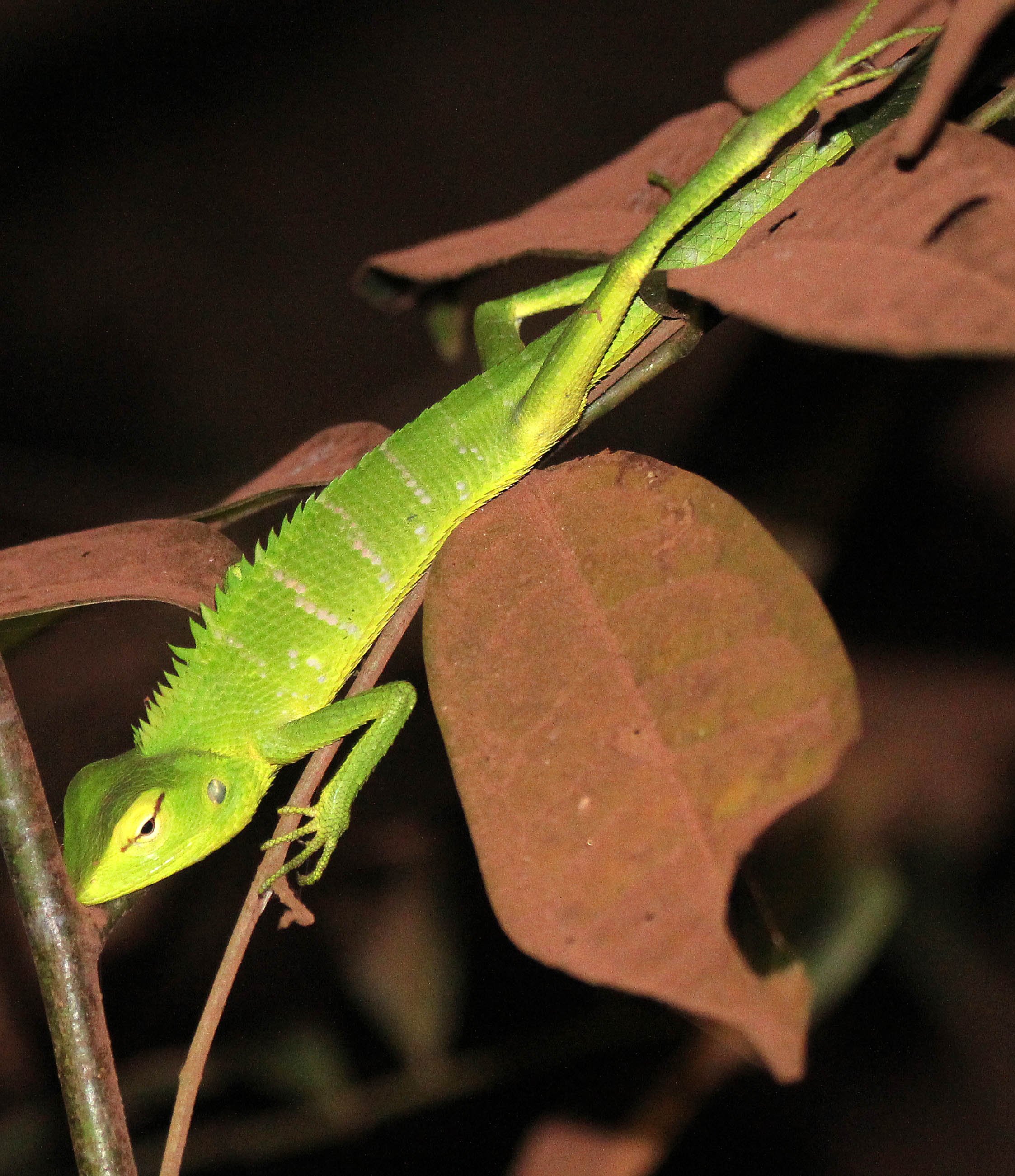 Calotes calotes - GREEN GARDEN LIZARD - SIRIGIYA FOREST SRI LANKA (6).JPG