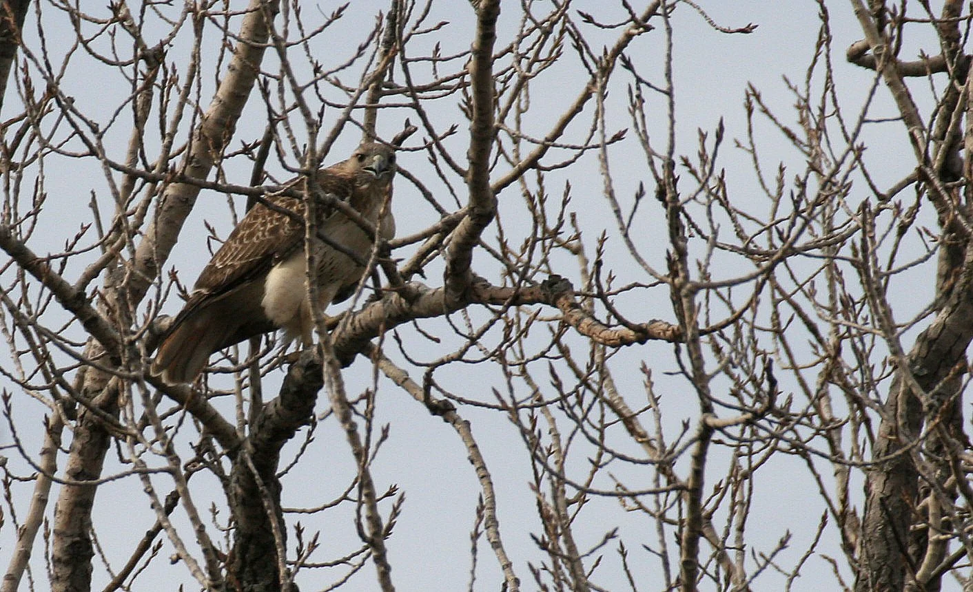 Buteo jamaicensis - RED-TAILED HAWK - WHEATON ILLINOIS (13).JPG