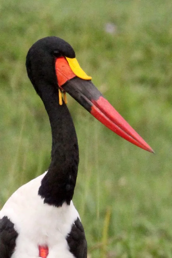 STORK - SADDLE-BILLED STORK - Ephippiorhynchus senegalensis - MURCHISON FALLS NATIONAL PARK UGANDA (10).JPG