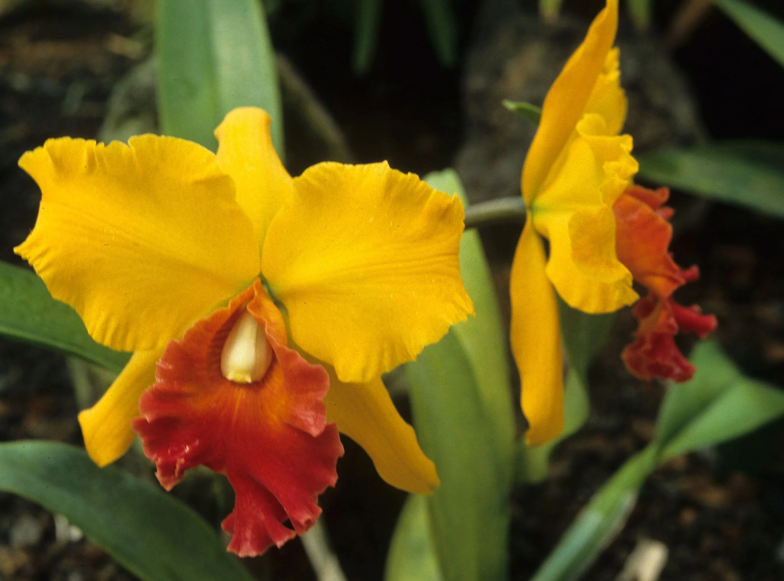 HAWAII - HAWAII - ORCHID - CATTLEYA SPECIES.jpg