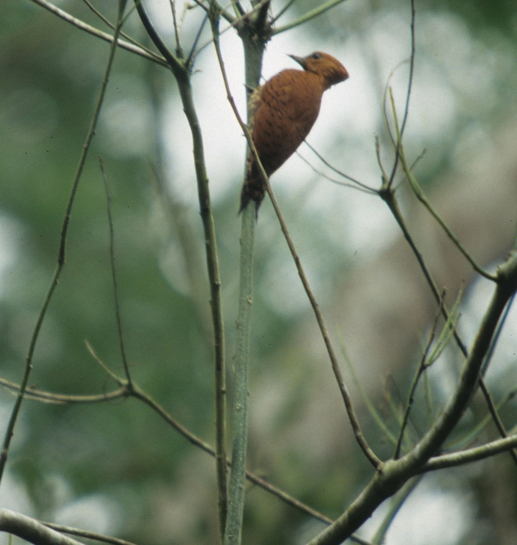 BIRD - WOODPECKER - CINNAMON - PANAMA B.jpg