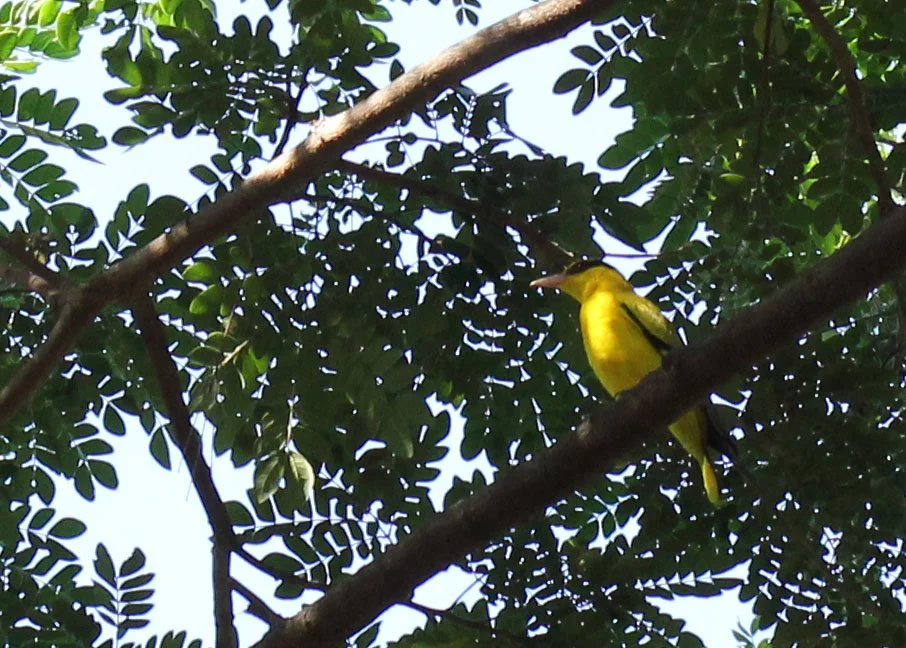 Black-napped Oriole (Oriolus chinensis) Nonthaburi Thailand (7).JPG