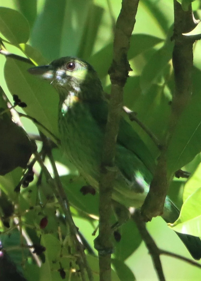 BARBET - GREEN-EARED BARBET - Megalaima faiostricta - KAENG KRACHAN NP MAY 2021 (7).jpg