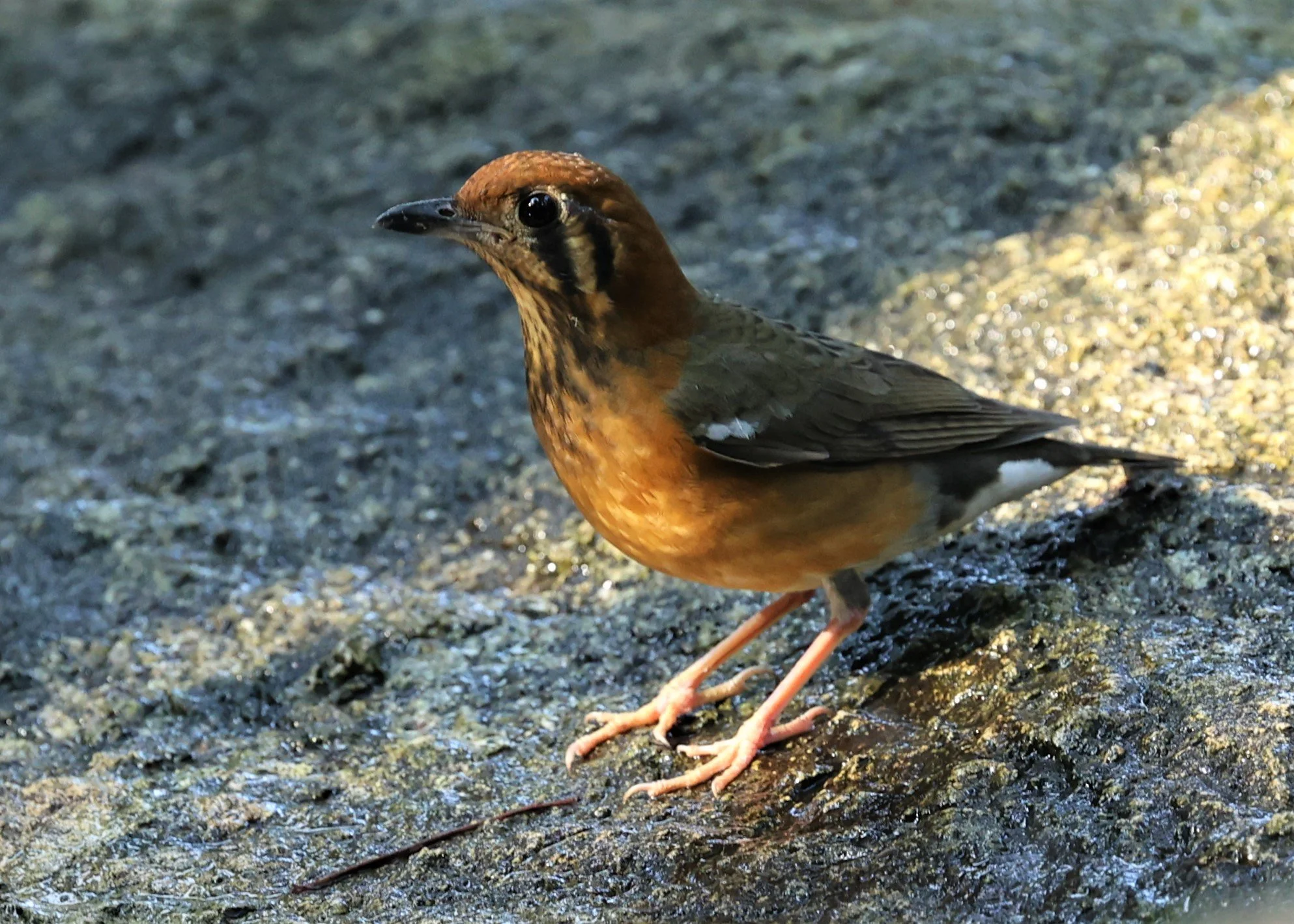 Orange-headed Thrush (Zoothera citrina) Wat Tham Prathum Chonburi Thailand (10).jpg