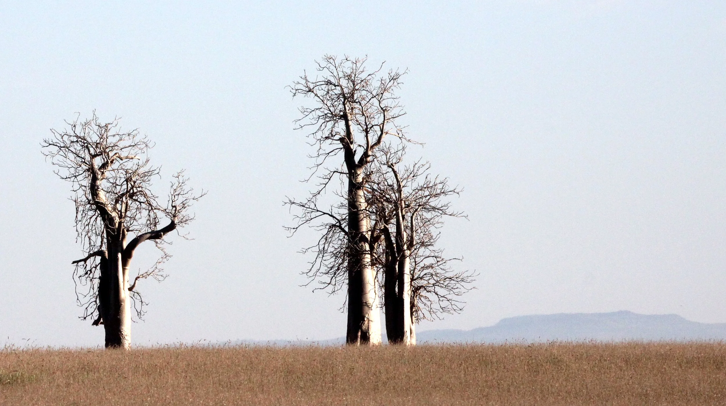 PLANT - MORINGA DROUHARDII - BERENTY RESERVE MADAGASCAR (3).JPG