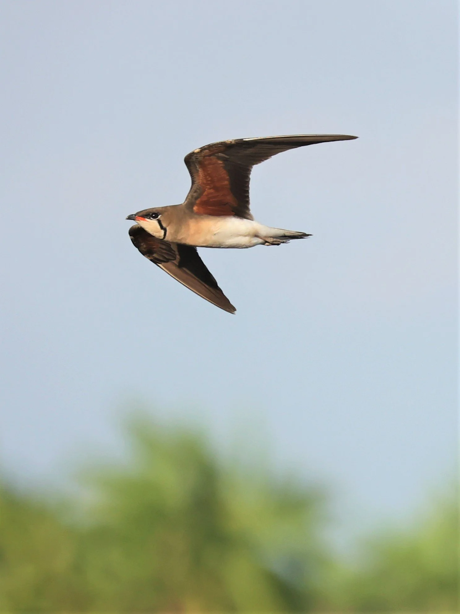 PRATINCOLE - ORIENTAL PRATINCOLE - Glareola maldivarum - TAP YAO RICEFIELDS LAT KRABANG - APRIL 23 2022 (28).jpg
