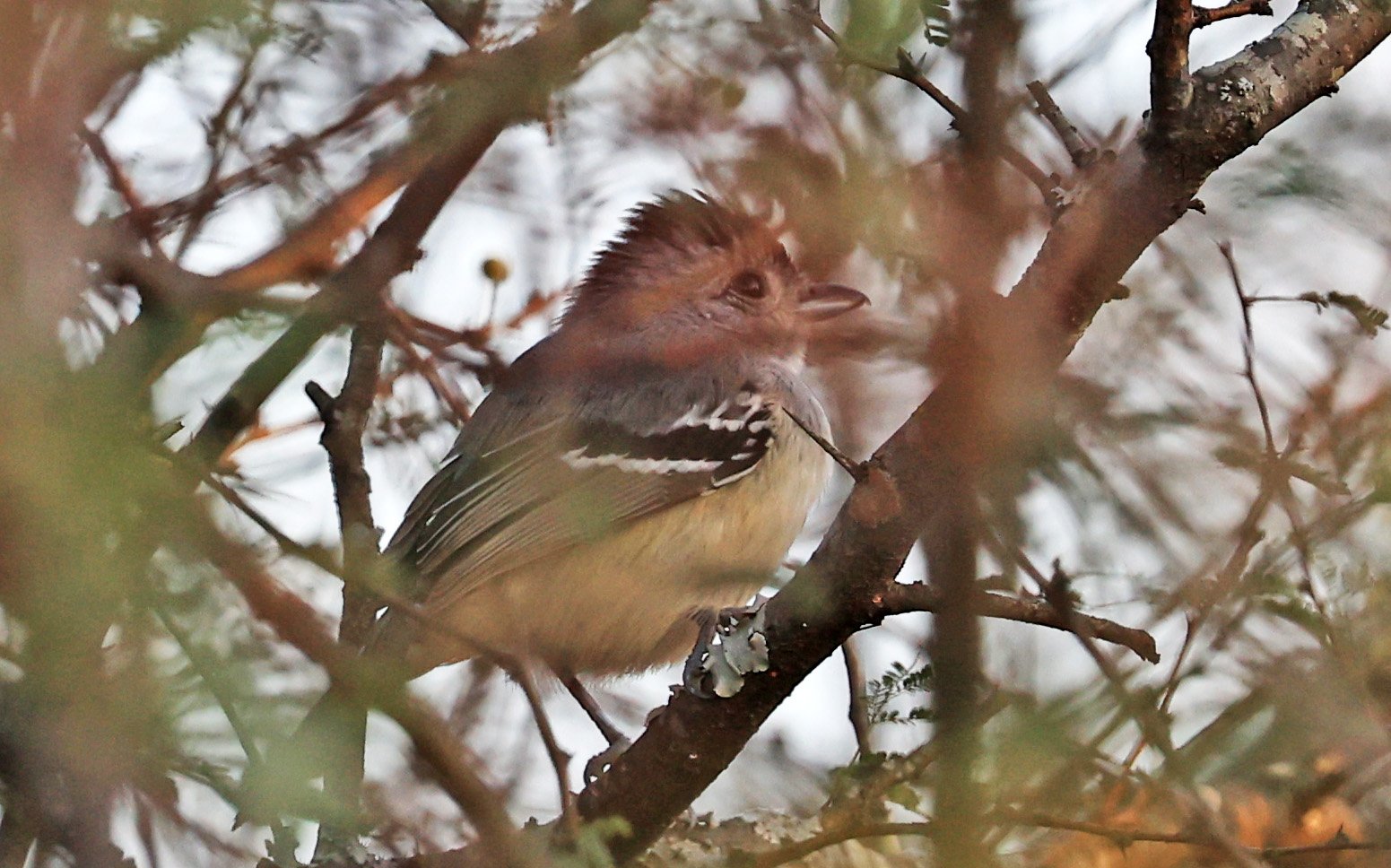Variable Antshrike (Thamnophilus caerulescens) Reserva Nueland  Selva Serena (28).jpg
