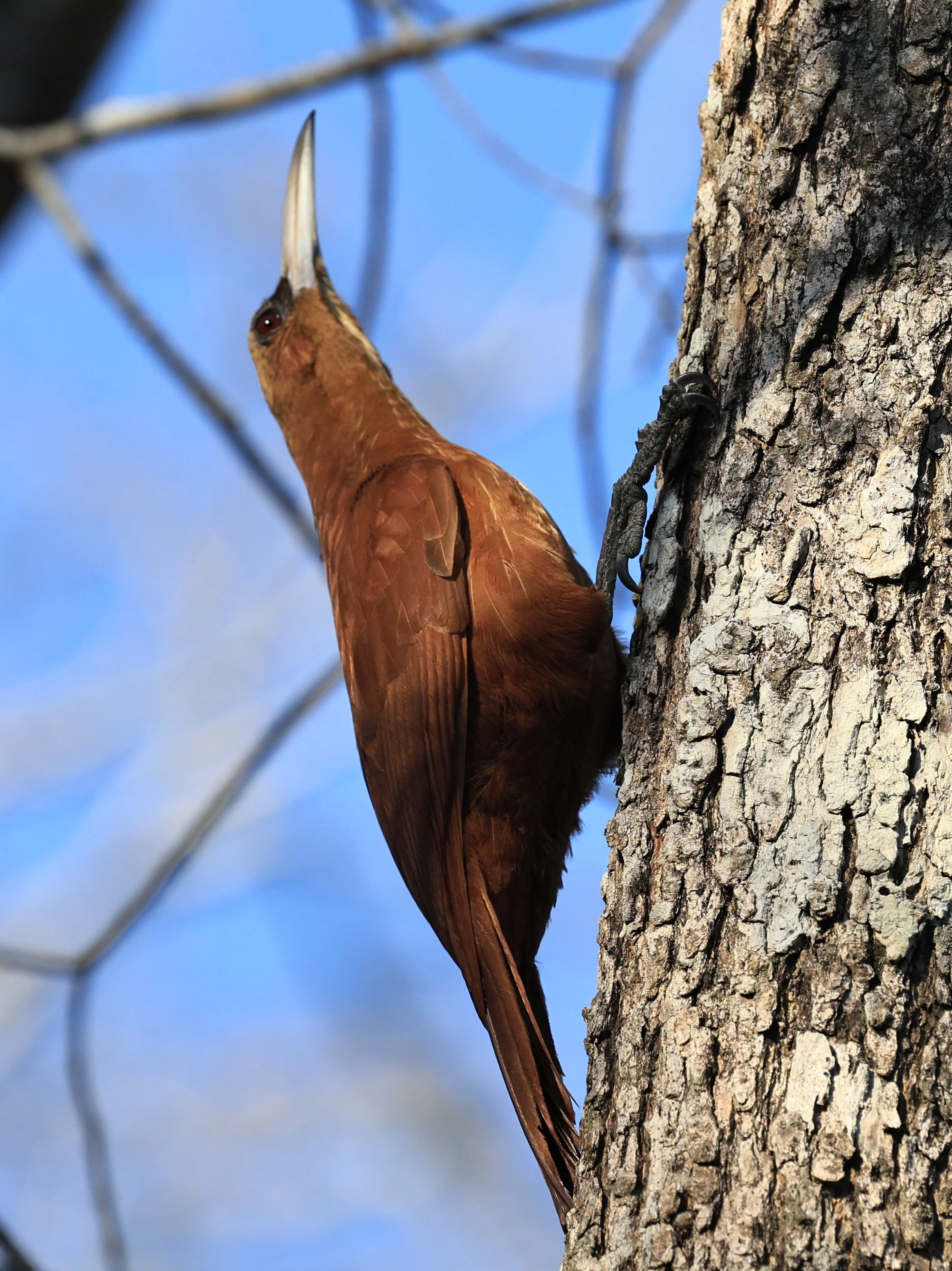 Great Rufous Woodcreeper (Xiphocolaptes major) Agua Dulce Paraguay (3).jpg