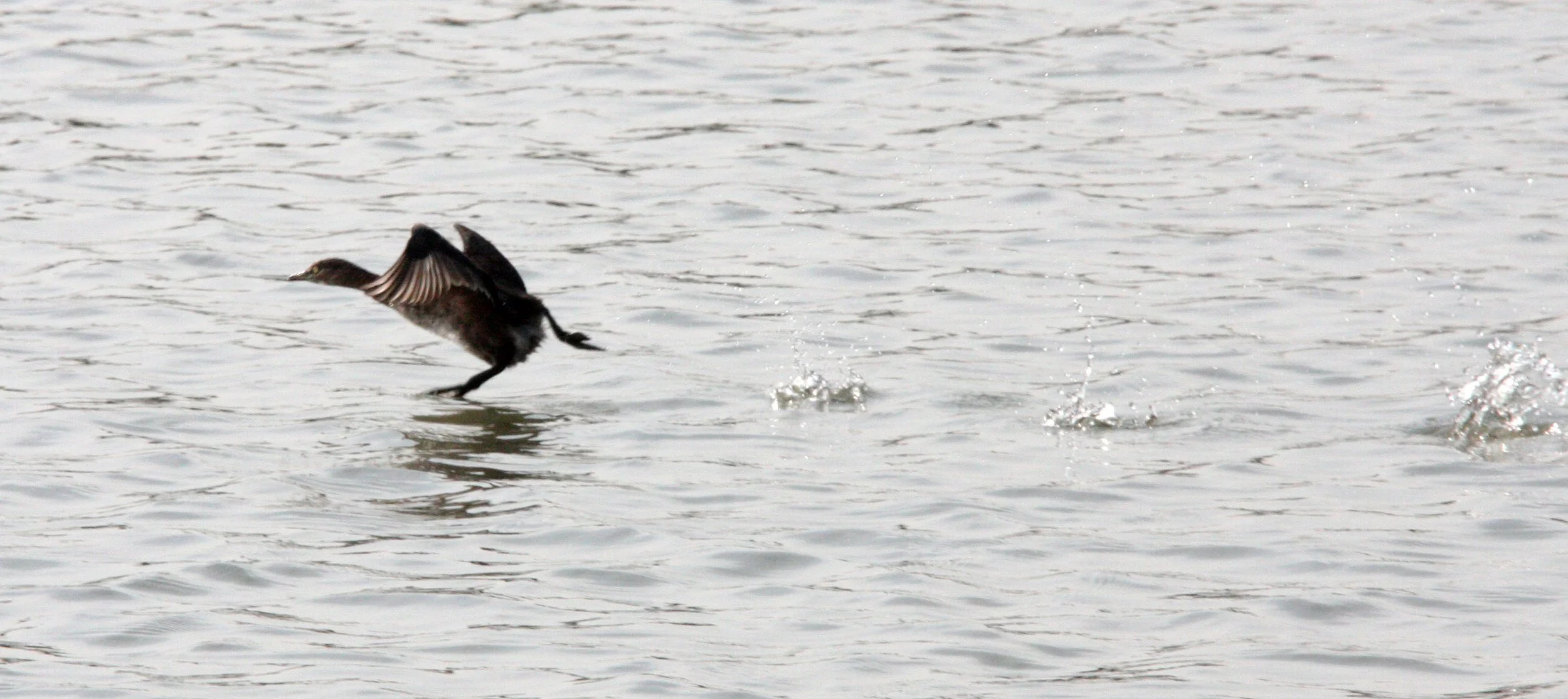 Little Grebe (Tachybaptus ruficollis) Pudong Botanical Gardens Shanghai China (1).JPG