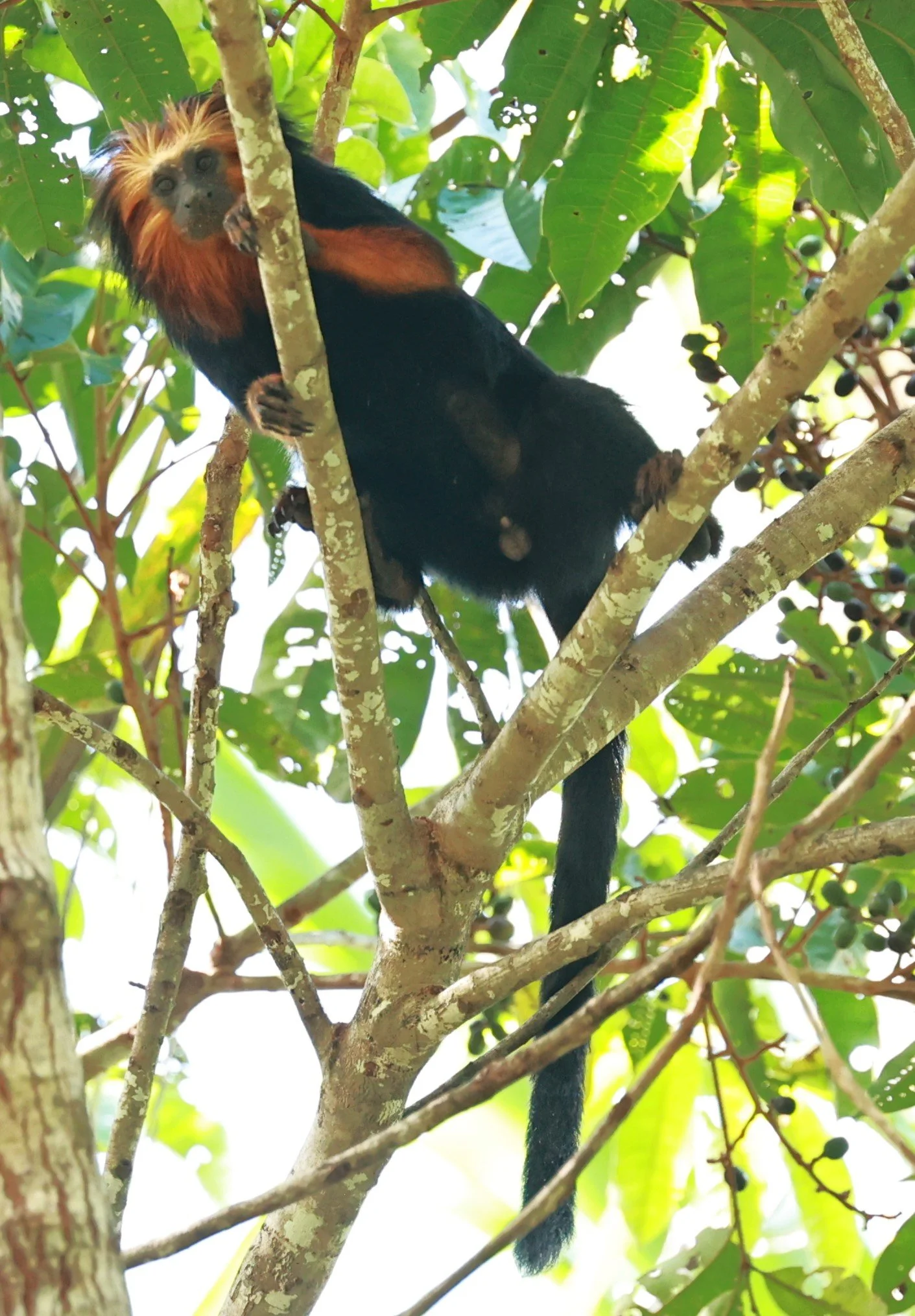 Callitrichidae - Leontopithecus chrysomelas - Golden-headed Lion Tamarin - Illeus, Bahia Brazil, Una Township Area  (108).JPG