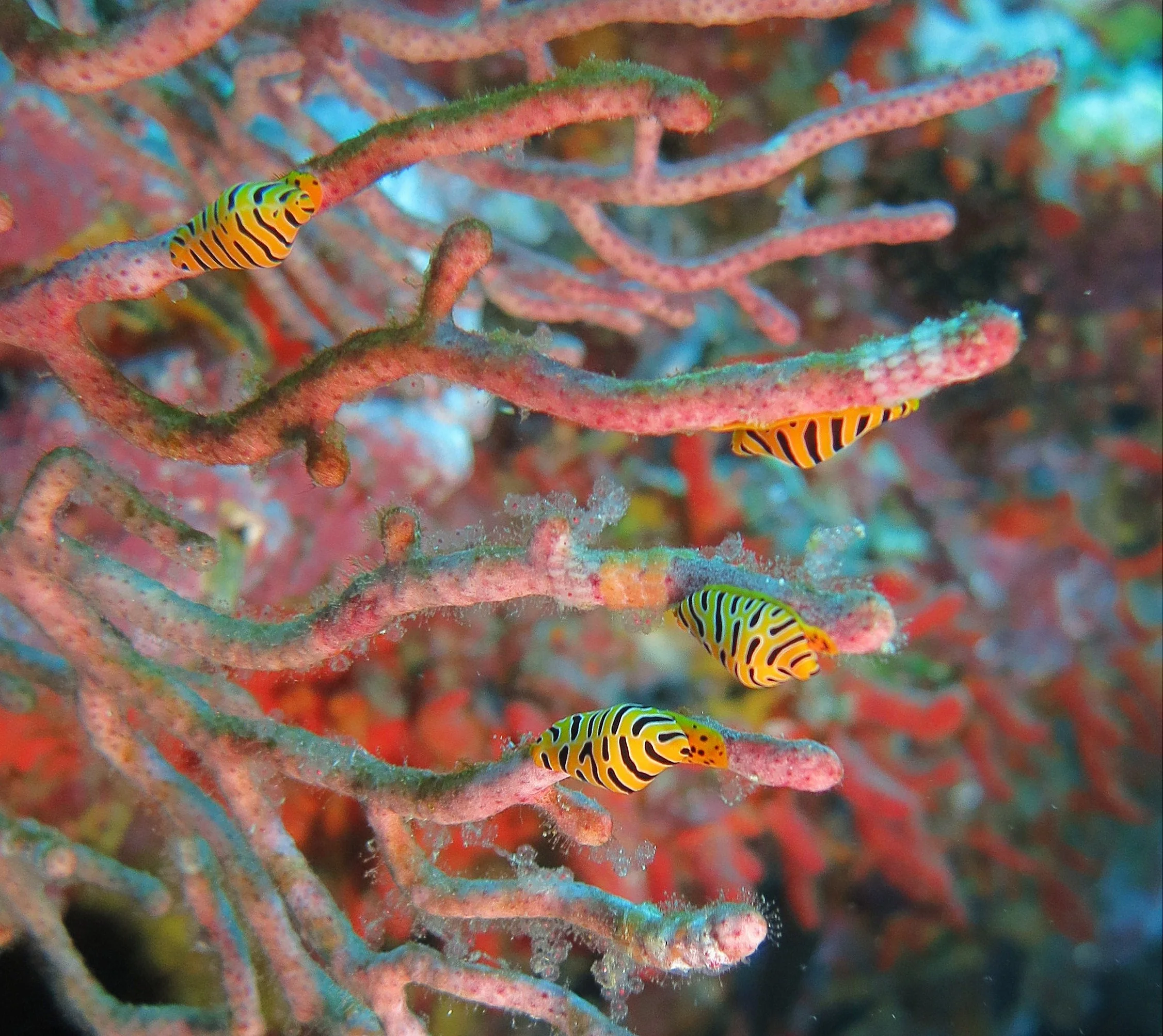 Nudibranch - Crenavolva tigris - Tiger Cowrie - Similans Thailand.JPG
