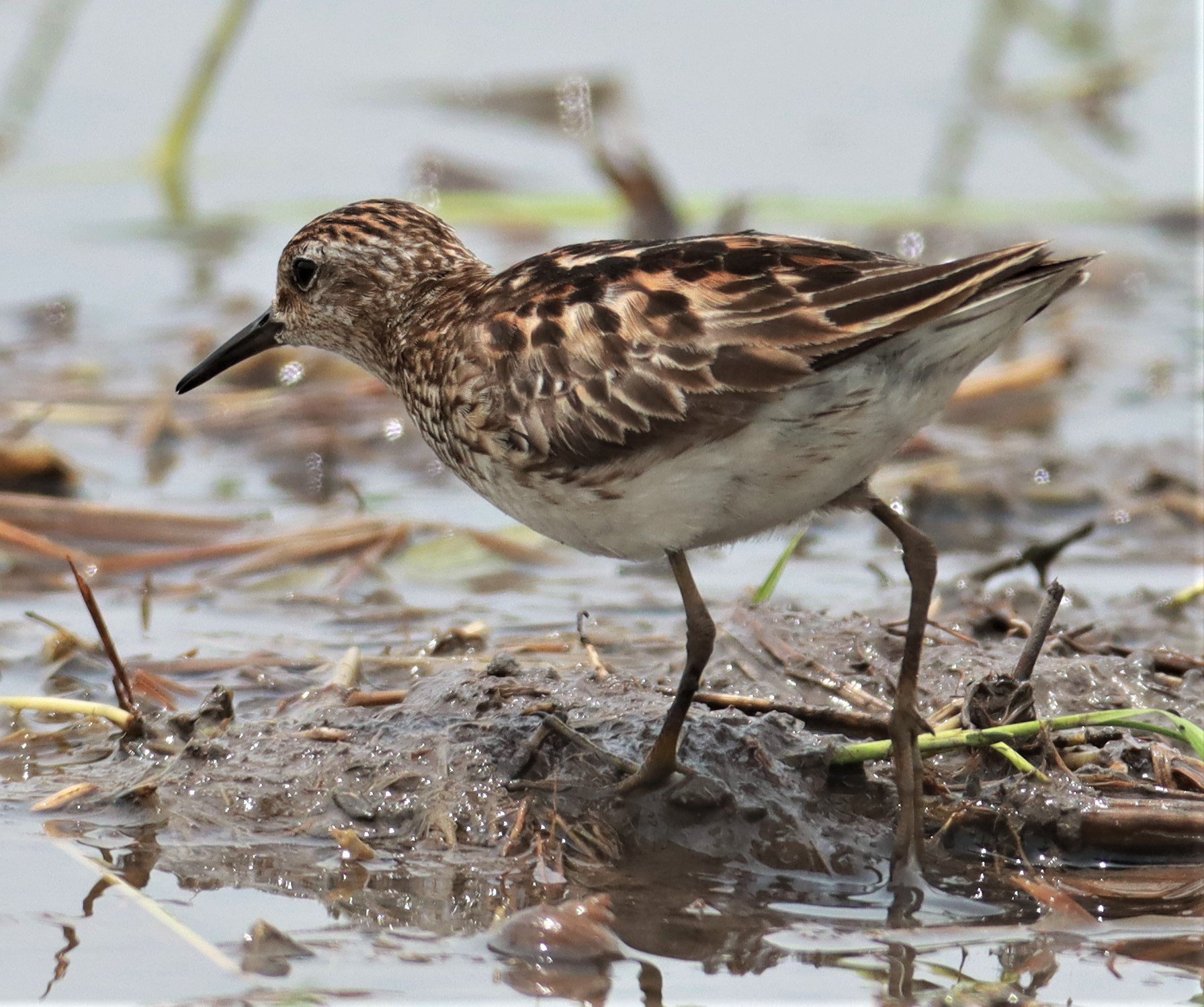 STINT - Long-toed Stint - Calidris subminuta - PATHUM THANI RICE RESEARCH CENTER AUG 11 2021 (15).jpg