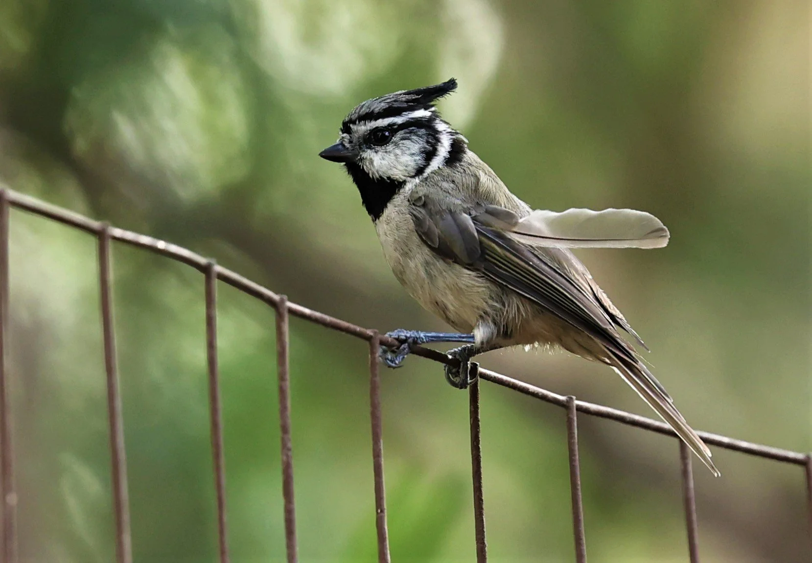 Bridled Titmouse (Baeolophus wollweberi) Cave Creek Arizona (8).jpg