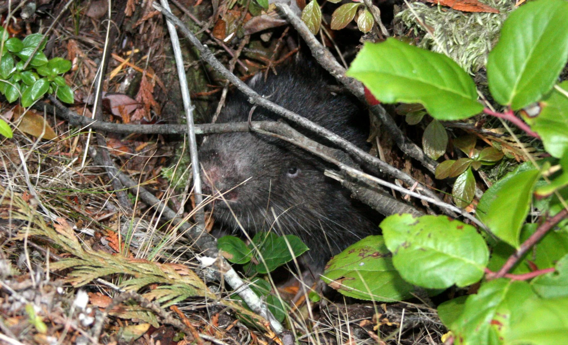 RODENT - MOUNTAIN BEAVER - LAKE FARM TRAILS WA (10).JPG