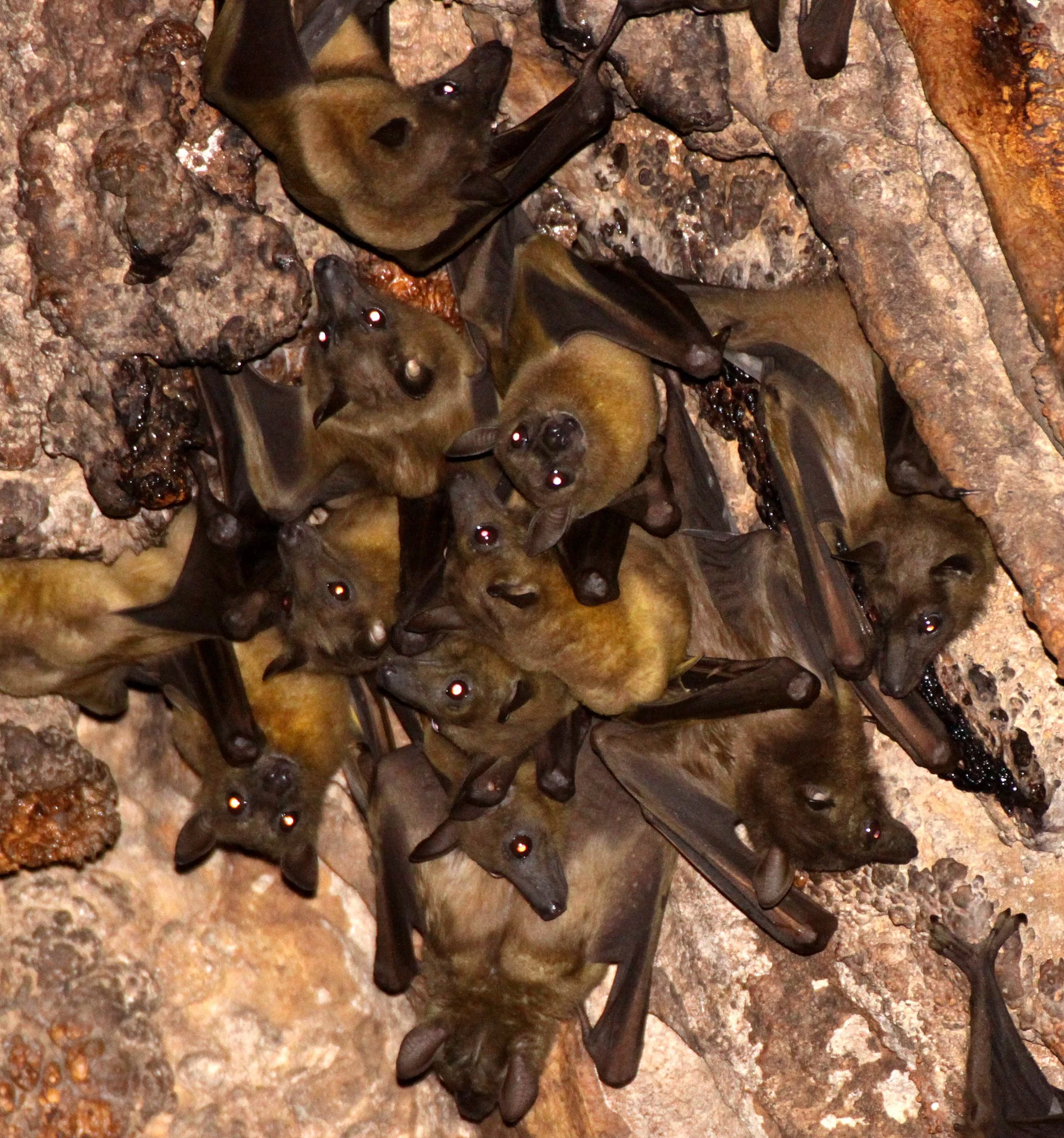 Eidolon dupreanum - MADAGASCAR STRAW-COLOURED FRUIT BAT - ANKARANA NATIONAL PARK MADAGASCAR (13).JPG