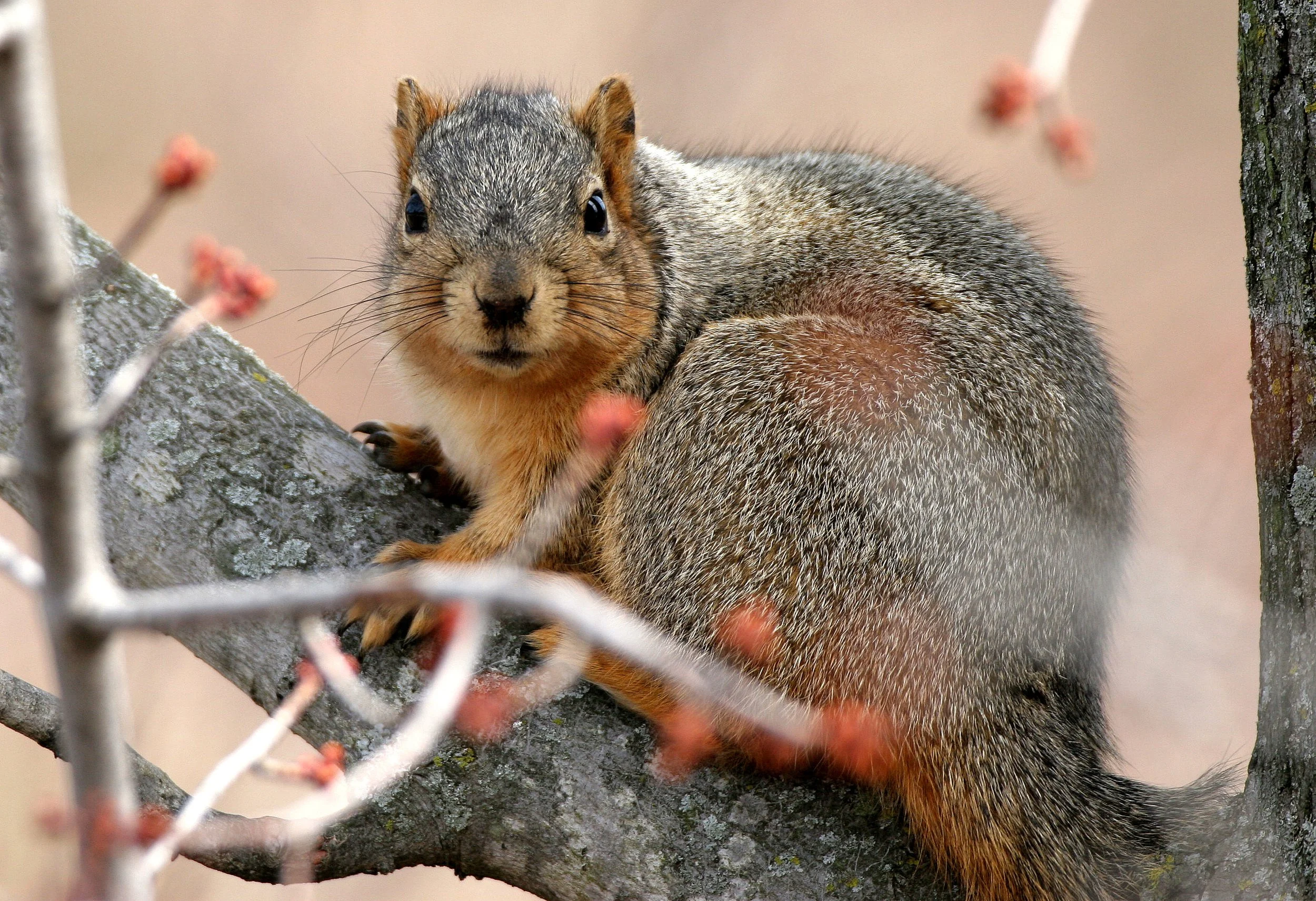 Sciurus niger - FOX SQUIRREL - MORTON ARBORETUM ILLINOIS (18).JPG