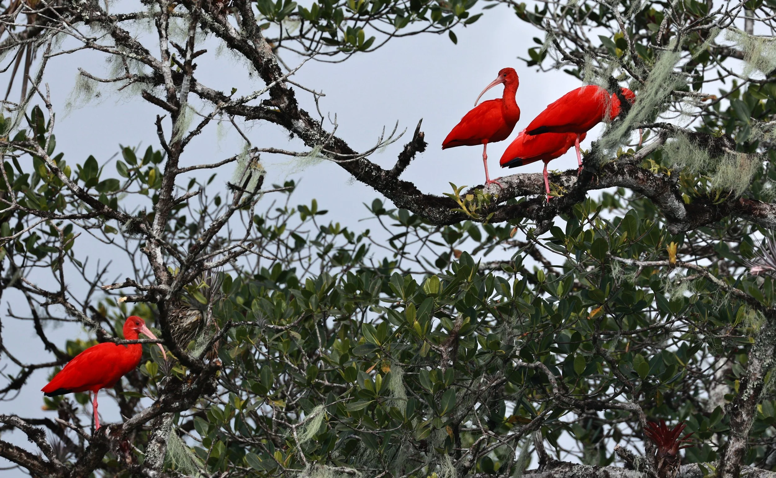 Scarlet Ibis (Eudocimus ruber) Superagüi National Park, Brazil (5).jpg