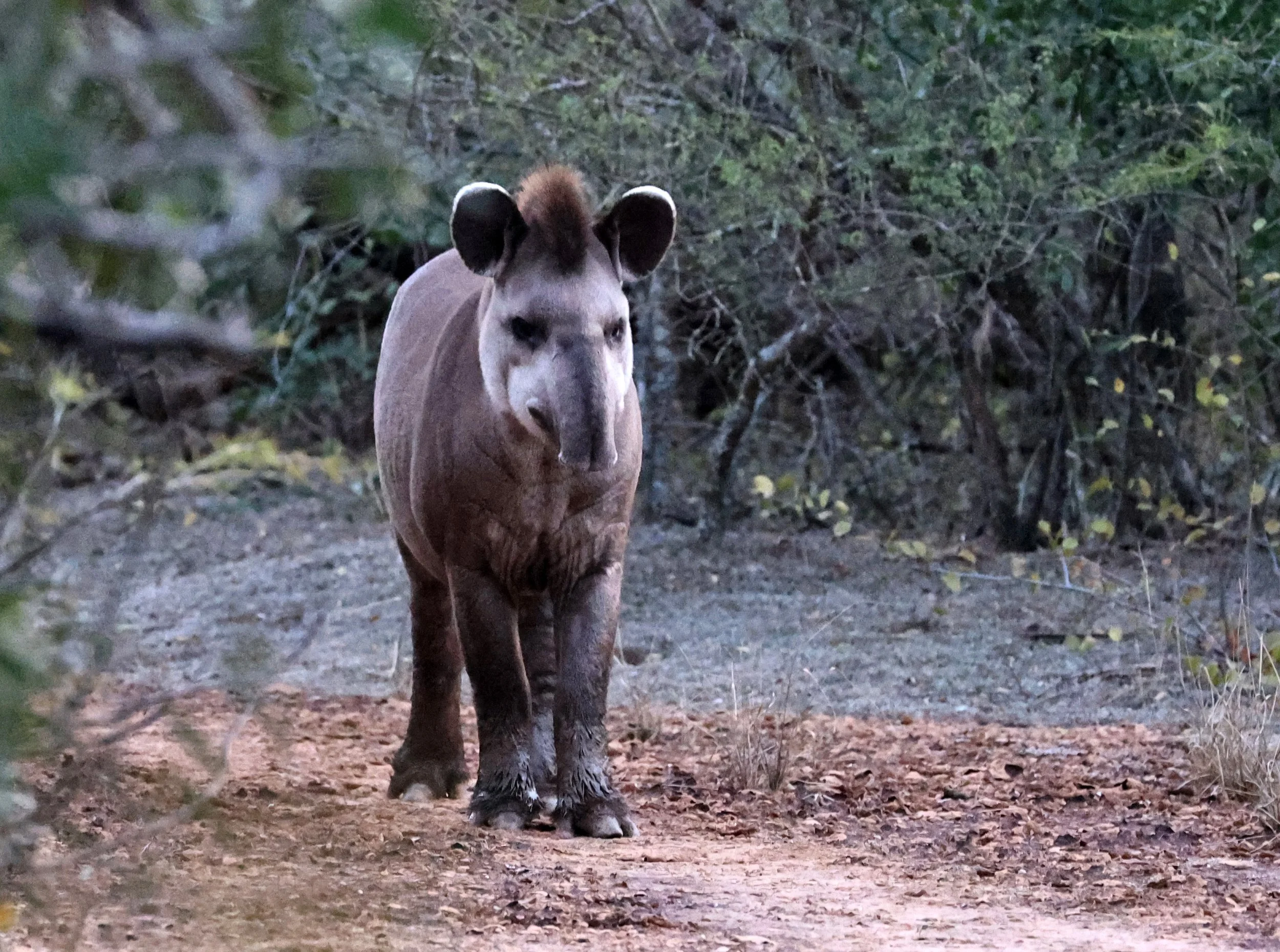 South American Tapir (Tapirus terrestris) Parque Nacional Teniente Agripino Enciso (2).jpg