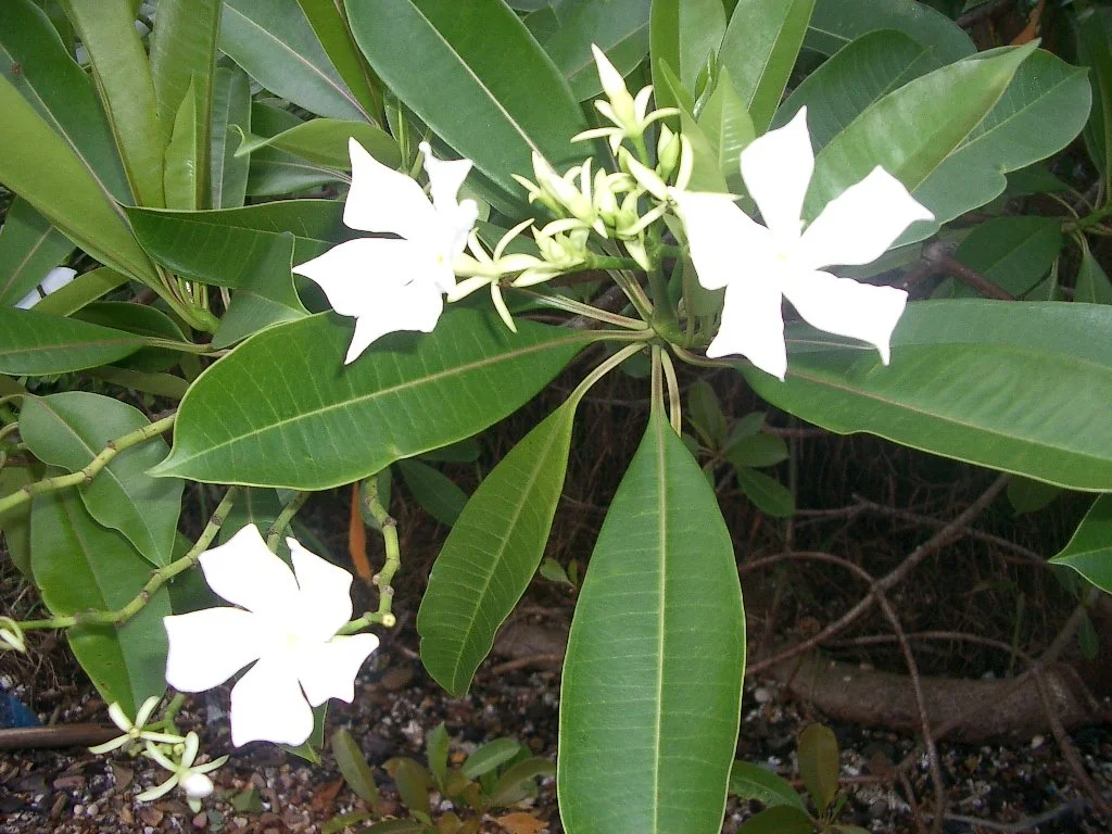 KOH LANTA - PROPERTY - 2004 (110).JPG