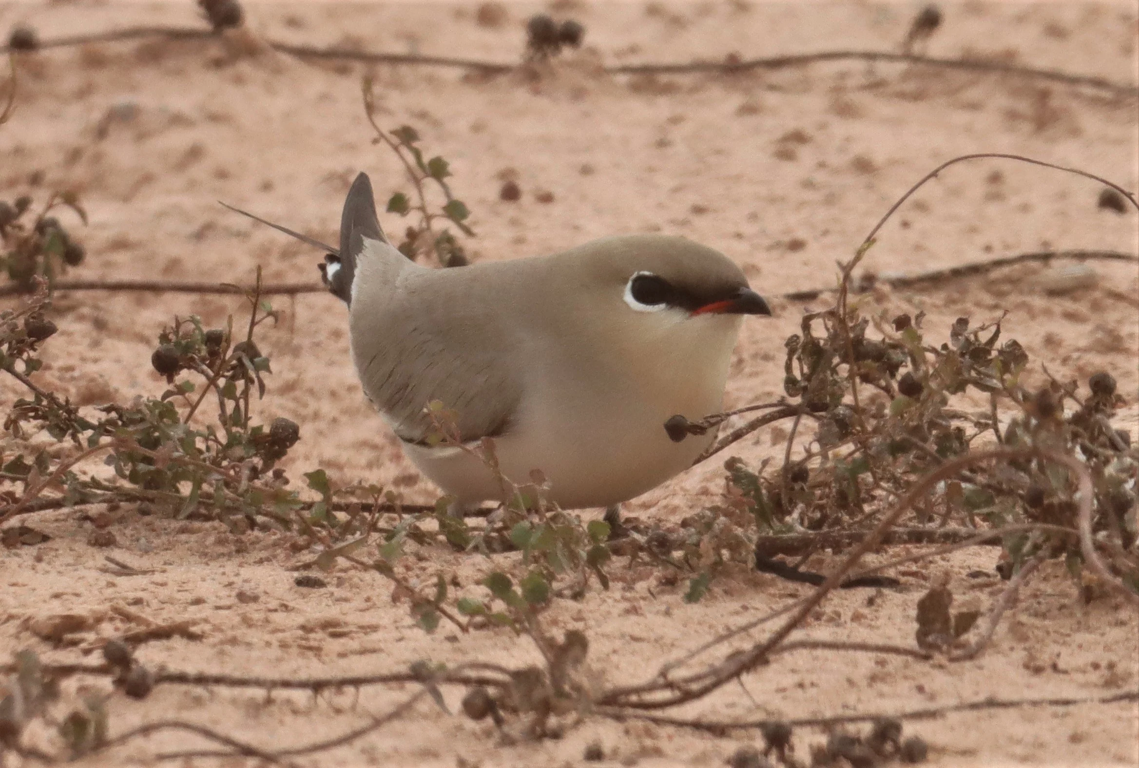 PRATINCOLE - SMALL PRATINCOLE - Glareola lactea - KABIN BURI WETLANDS 15KM OUT ON 304 (156).jpg