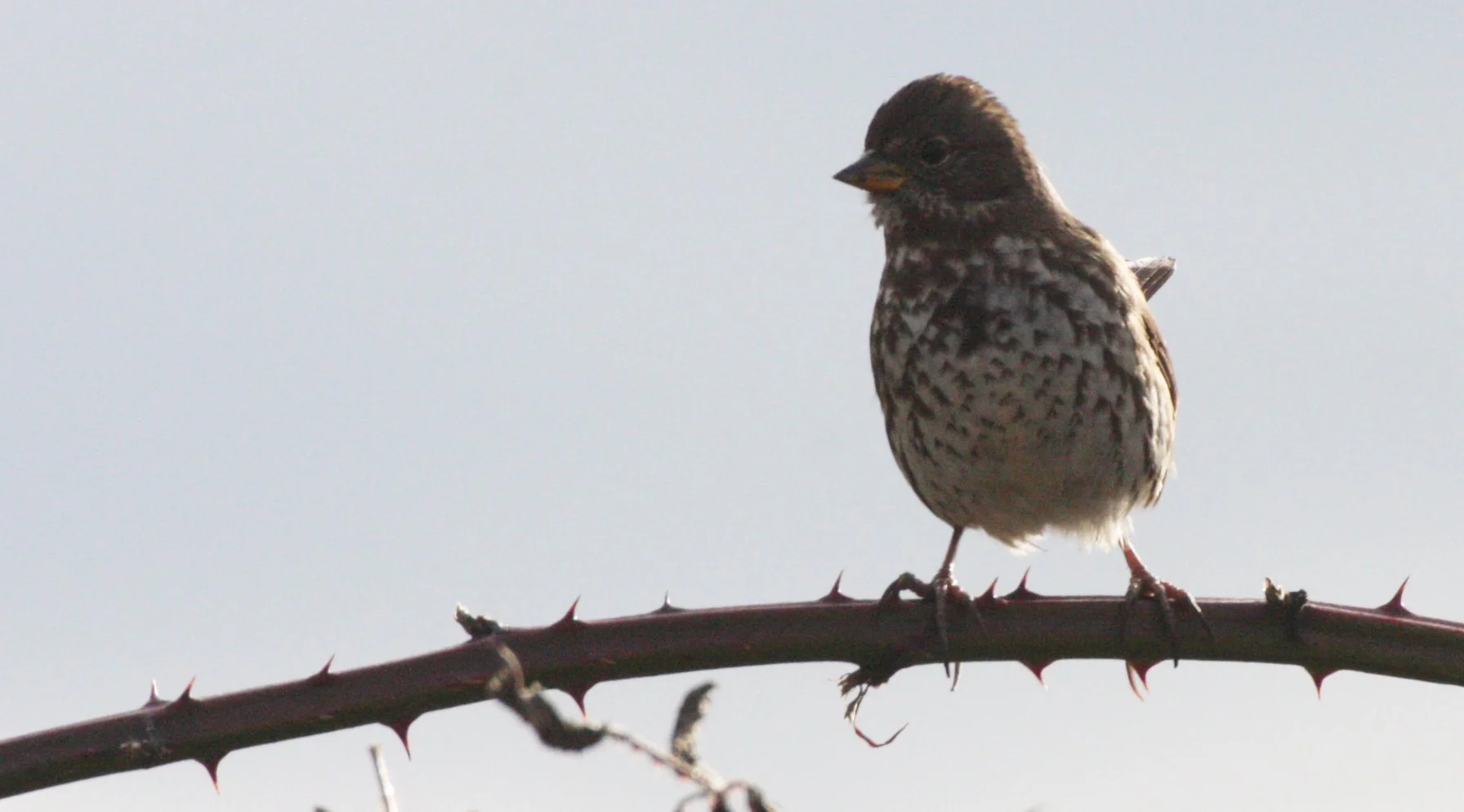 Fox Sparrow (Passerella iliaca) Jamestown Washington Olympic Peninsula (25).JPG
