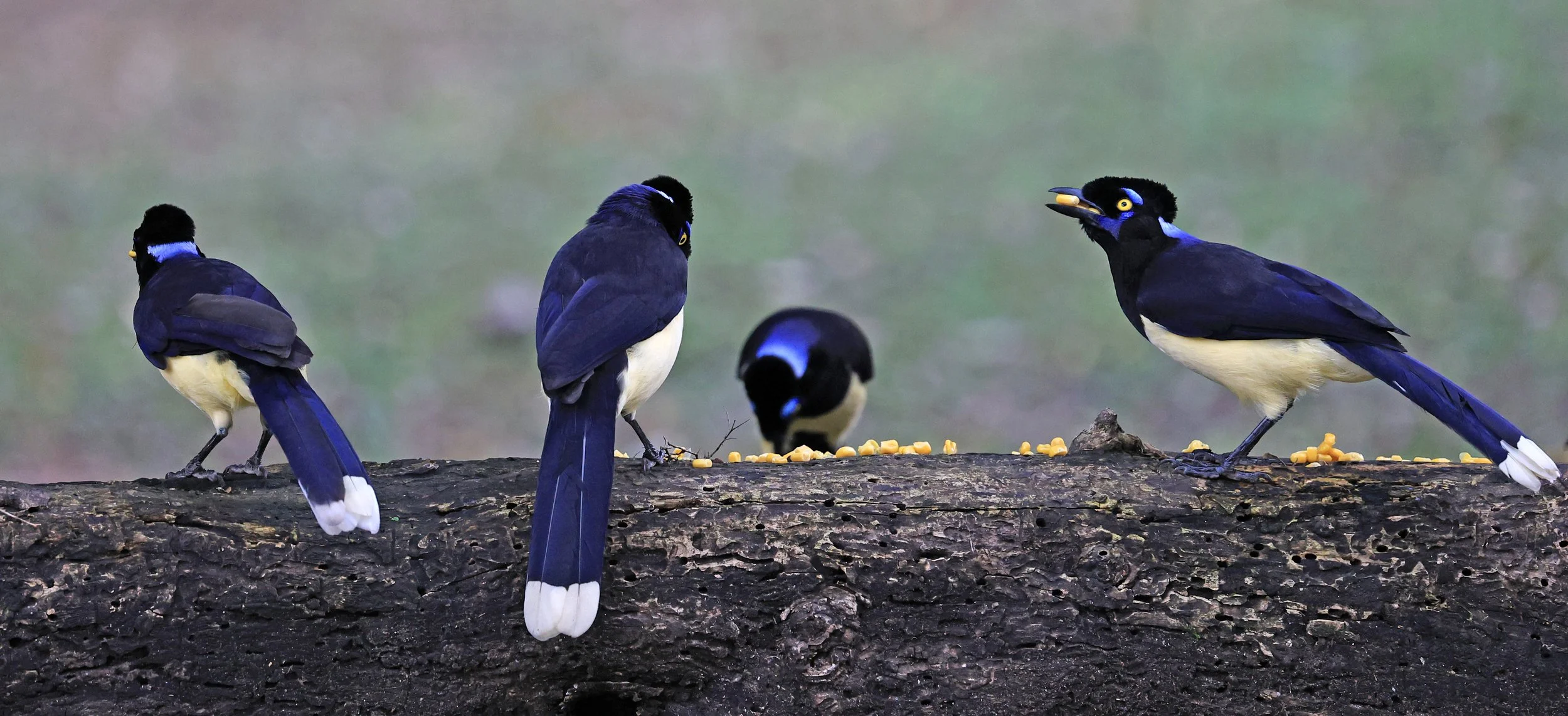Plush-crested Jay (Cyanocorax chrysops) El Palmar National Park, Entre Rios, Argentina (10).jpg