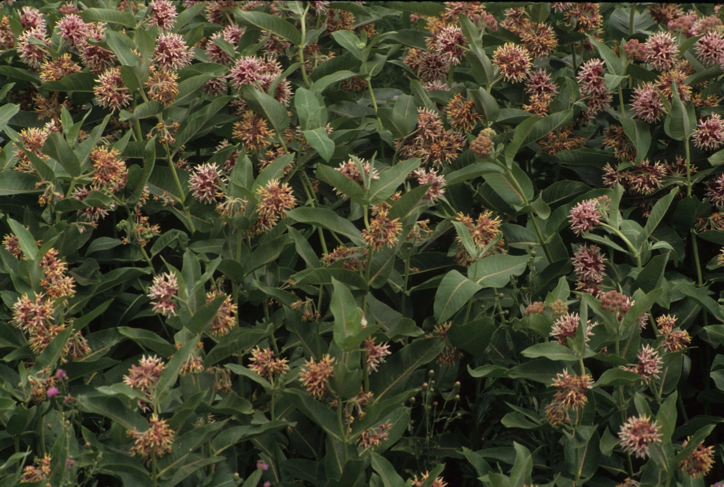 GREAT PLAINS - MILKWEED SPECIES - NEBRASKA.jpg